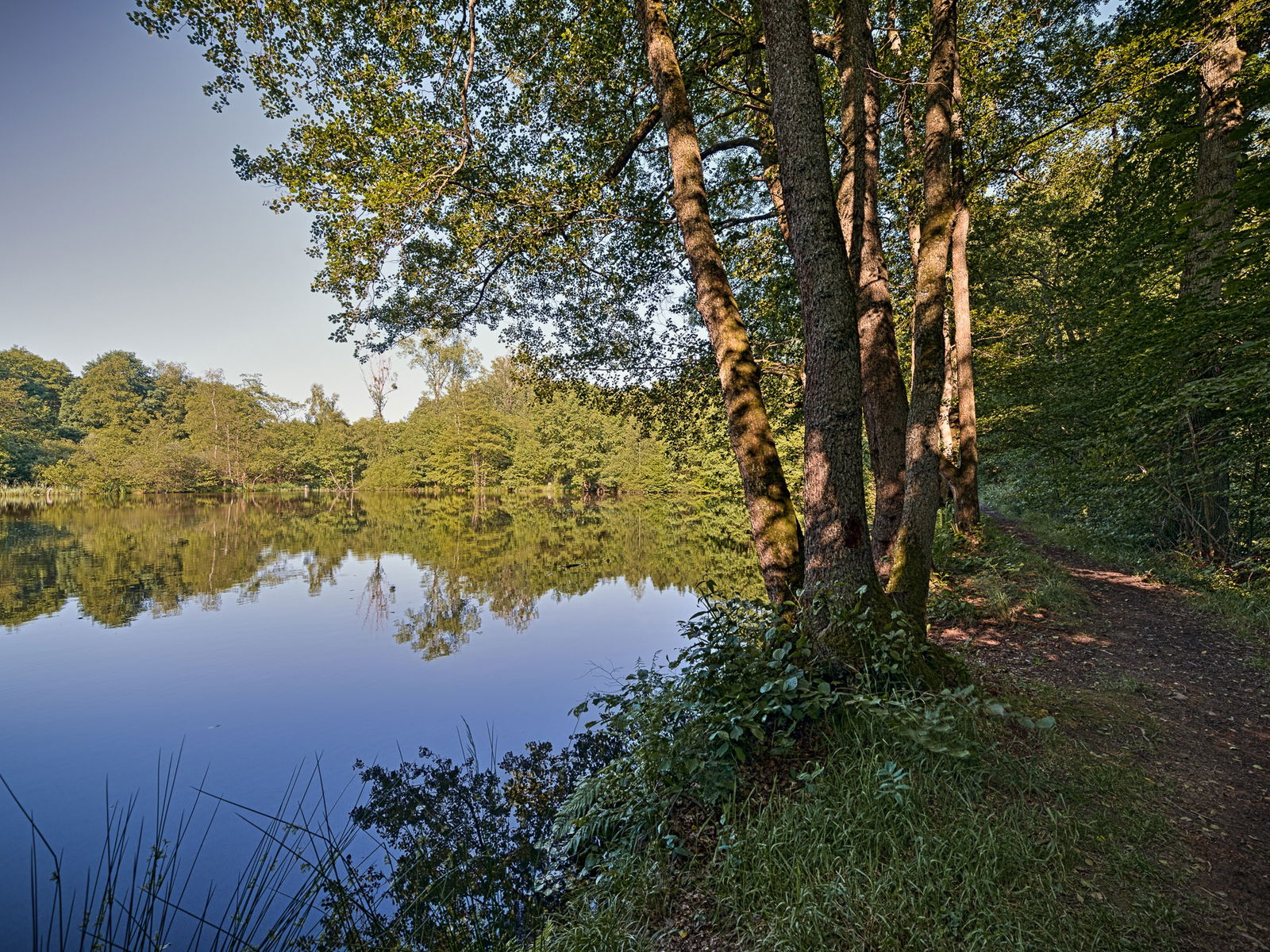 © Achim Meurer, Höhr Grenzhausen Natur, Landshuber Weiher, Westerwald, Wandern, Wald