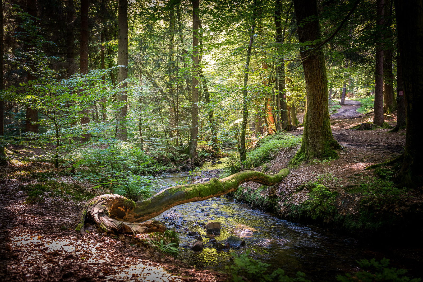&copy; Achim Meurer, H&ouml;hr Grenzhausen Natur, Brexbachtal, Westerwald, Wandern, Wald