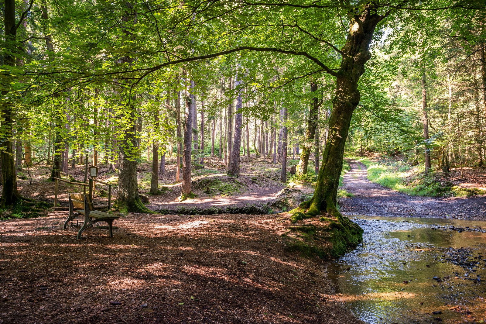 Höhr-Grenzhausen - Natur - Wandern - Wald - Westerwald / Foto: Achim Meurer