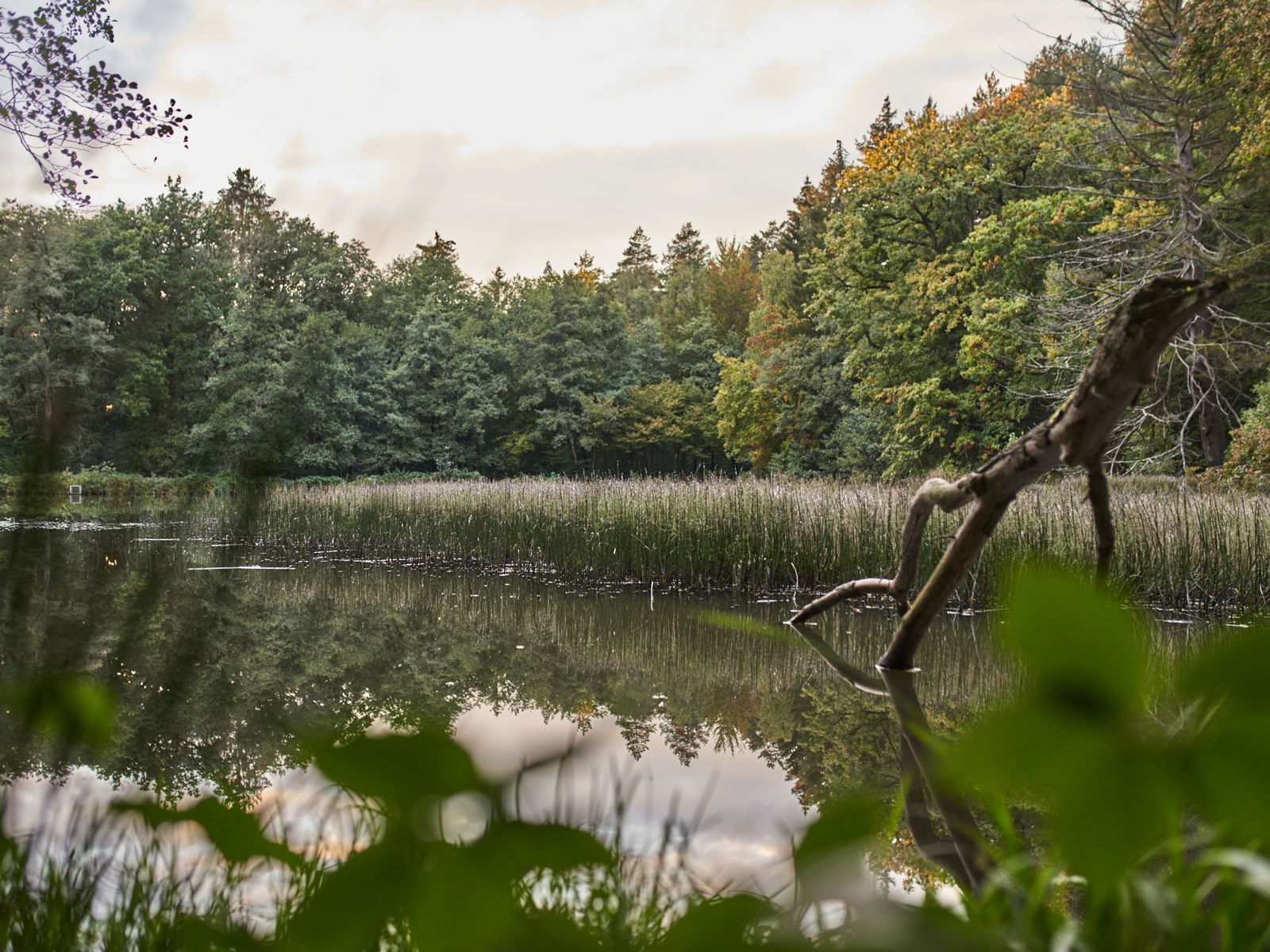 landshuber weiher, see, sonne, schilf, wasser, spiegelung, höhr-grenzhausen, natur-kultur-keramik