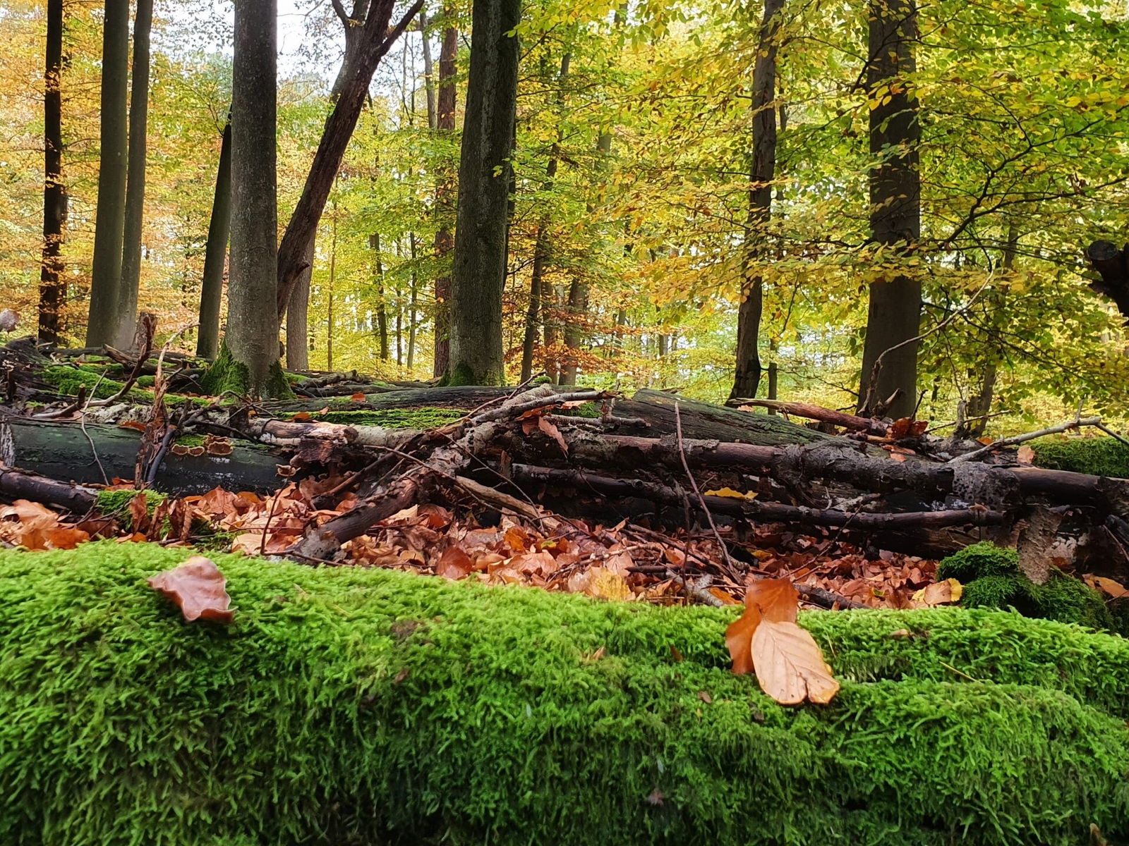 Herbststimmung im Wald um Höhr-Grenzhausen, Aufnahme von Ute Matschke-01