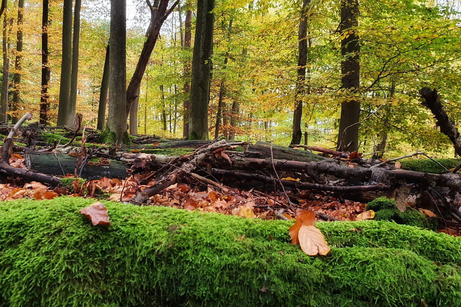 Herbststimmung im Wald um Höhr-Grenzhausen, Aufnahme von Ute Matschke-01