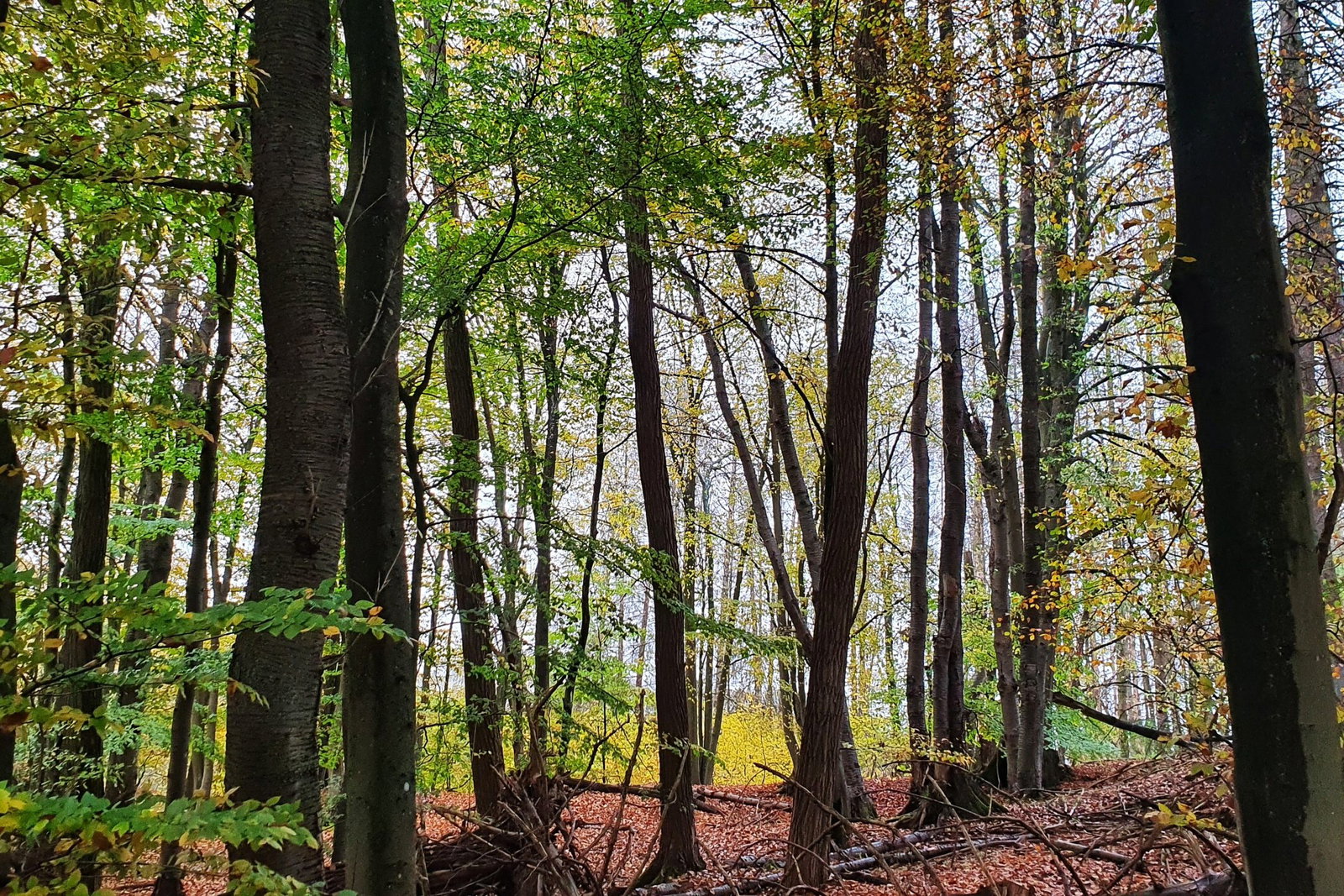 Herbststimmung im Wald um Höhr-Grenzhausen, Aufnahme von Ute Matschke