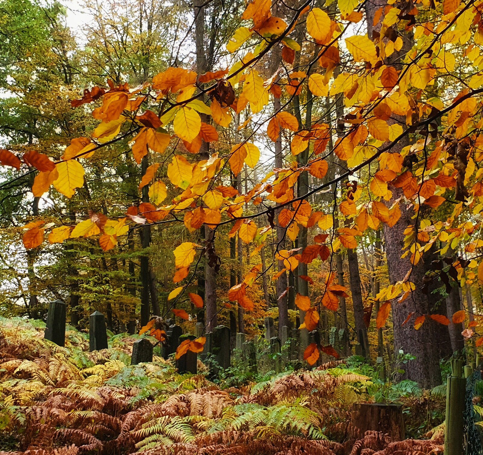 Herbststimmung im Wald um Höhr-Grenzhausen, Aufnahme von Ute Matschke