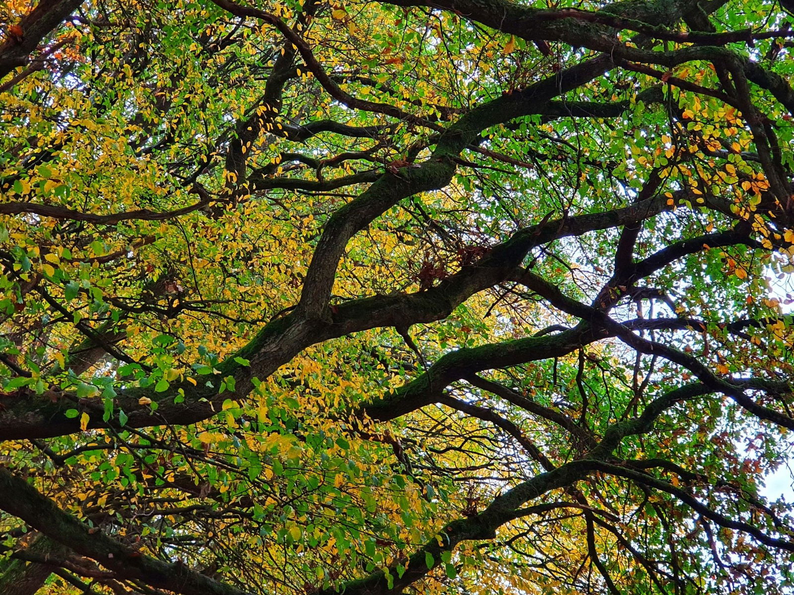 Herbststimmung im Wald um Höhr-Grenzhausen, Aufnahme von Ute Matschke