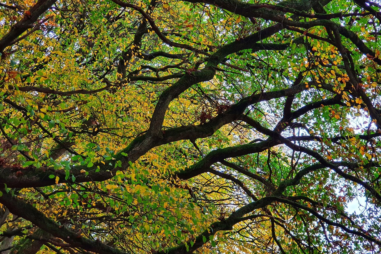 Herbststimmung im Wald um Höhr-Grenzhausen, Aufnahme von Ute Matschke