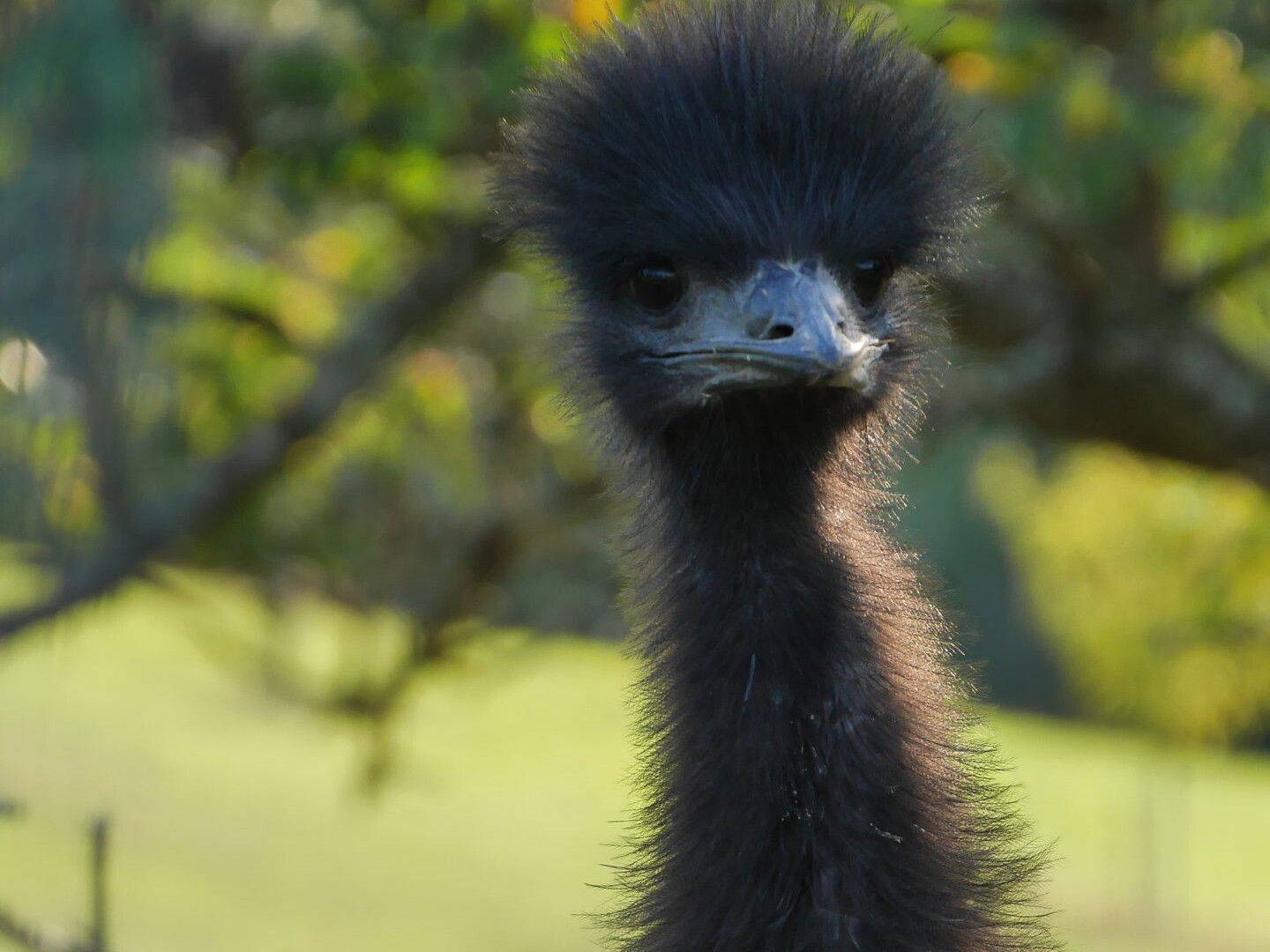 Begegnung mit einem Emu beim Wandern rund um Höhr-Grenzhausen