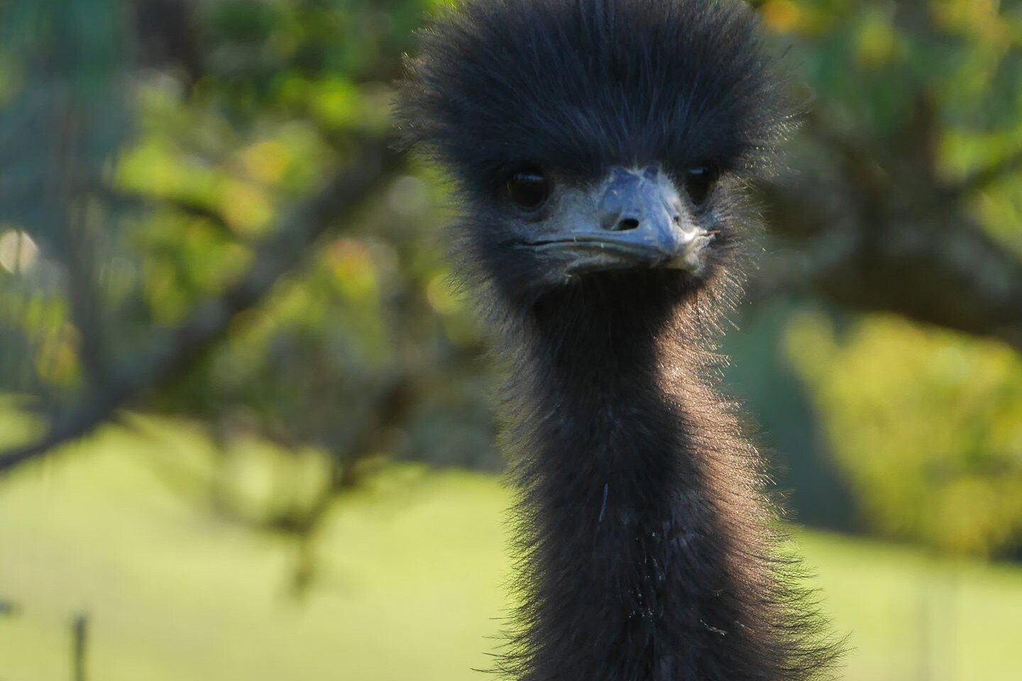 Begegnung mit einem Emu beim Wandern rund um Höhr-Grenzhausen