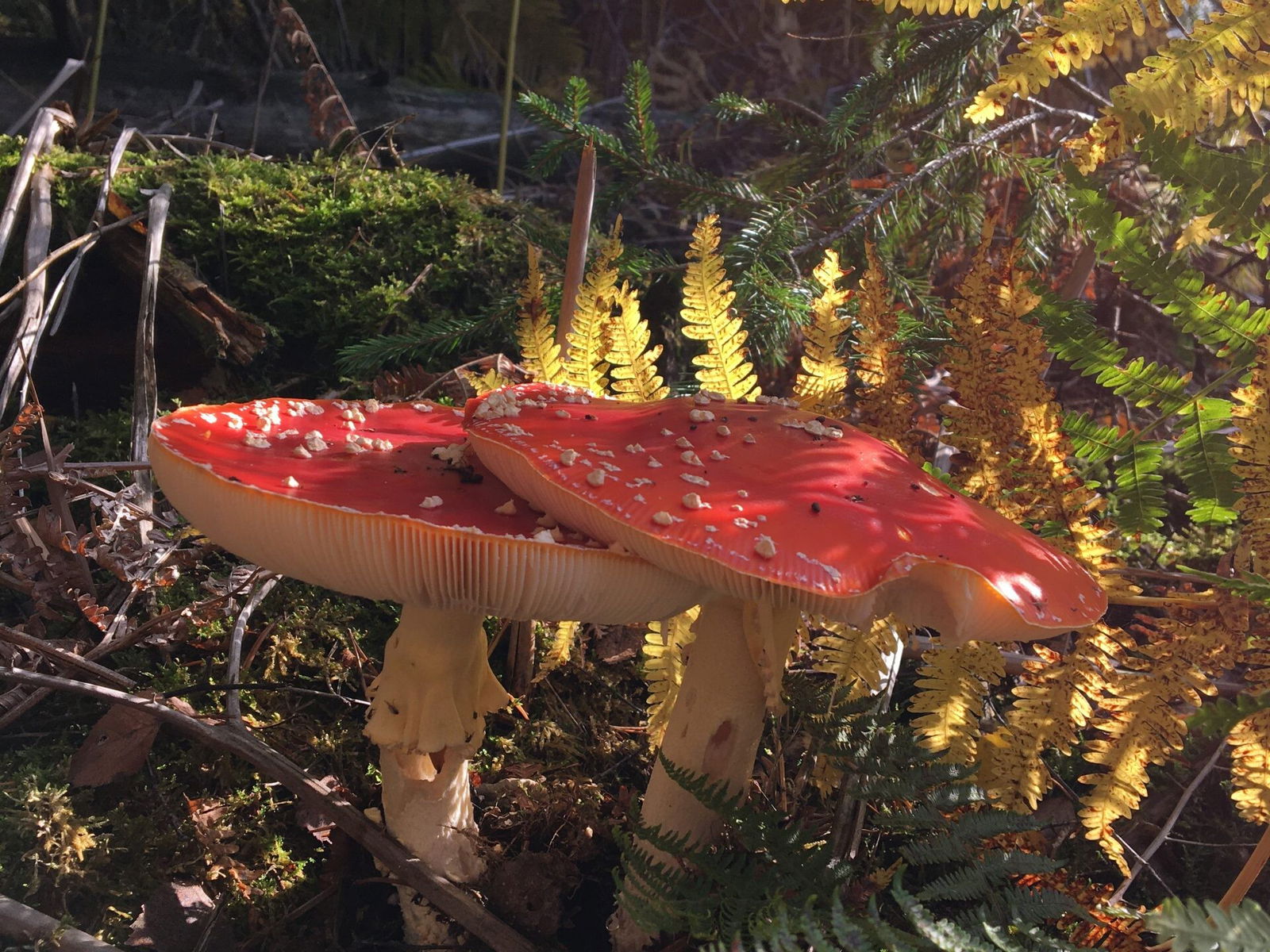 Pilzzeit in den Wäldern von Höhr-Grenzhausen