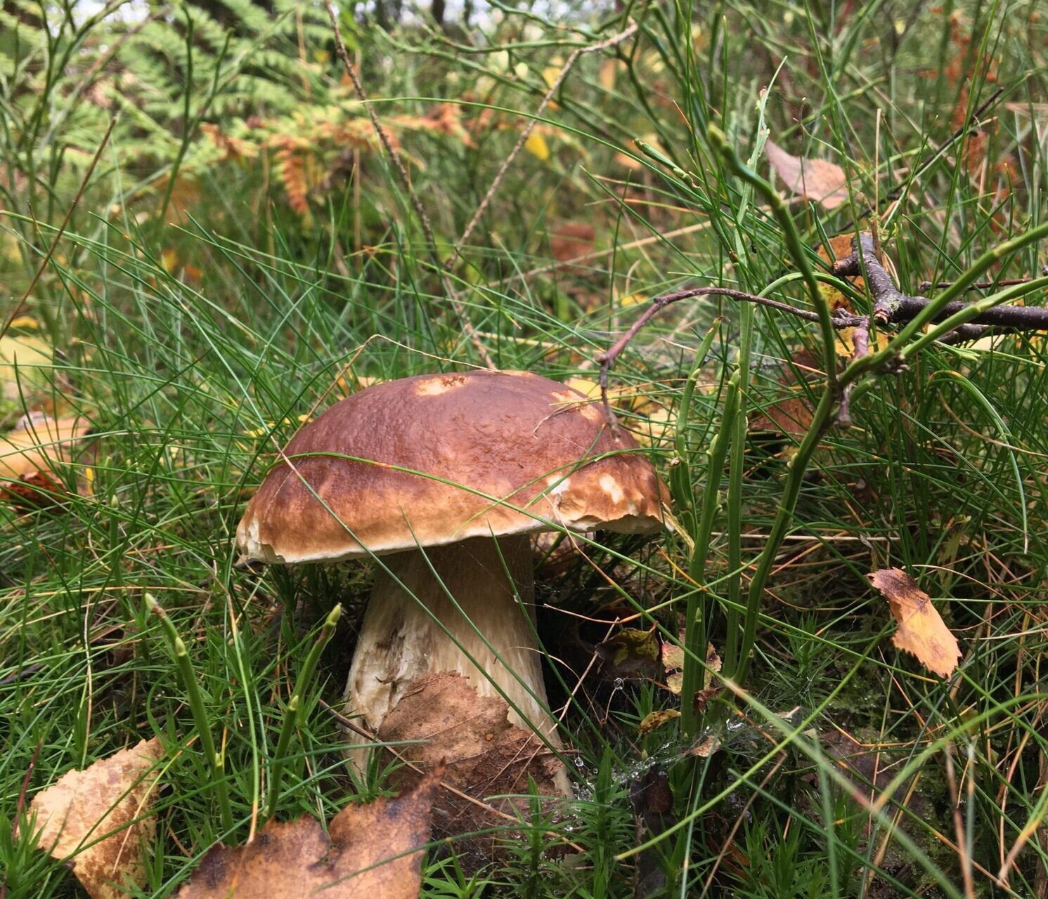 Pilzzeit in den Wäldern von Höhr-Grenzhausen