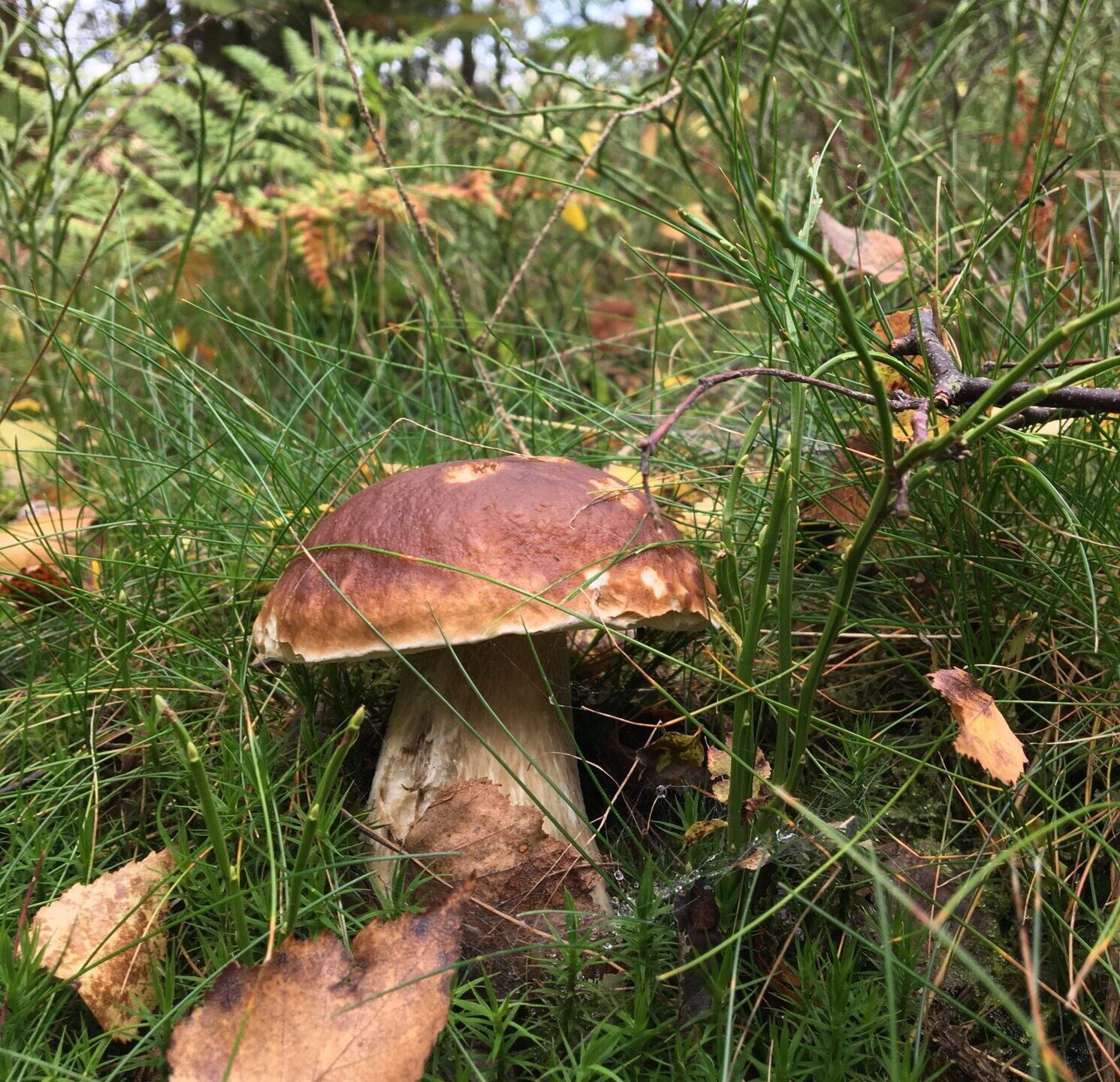 Pilzzeit in den Wäldern von Höhr-Grenzhausen