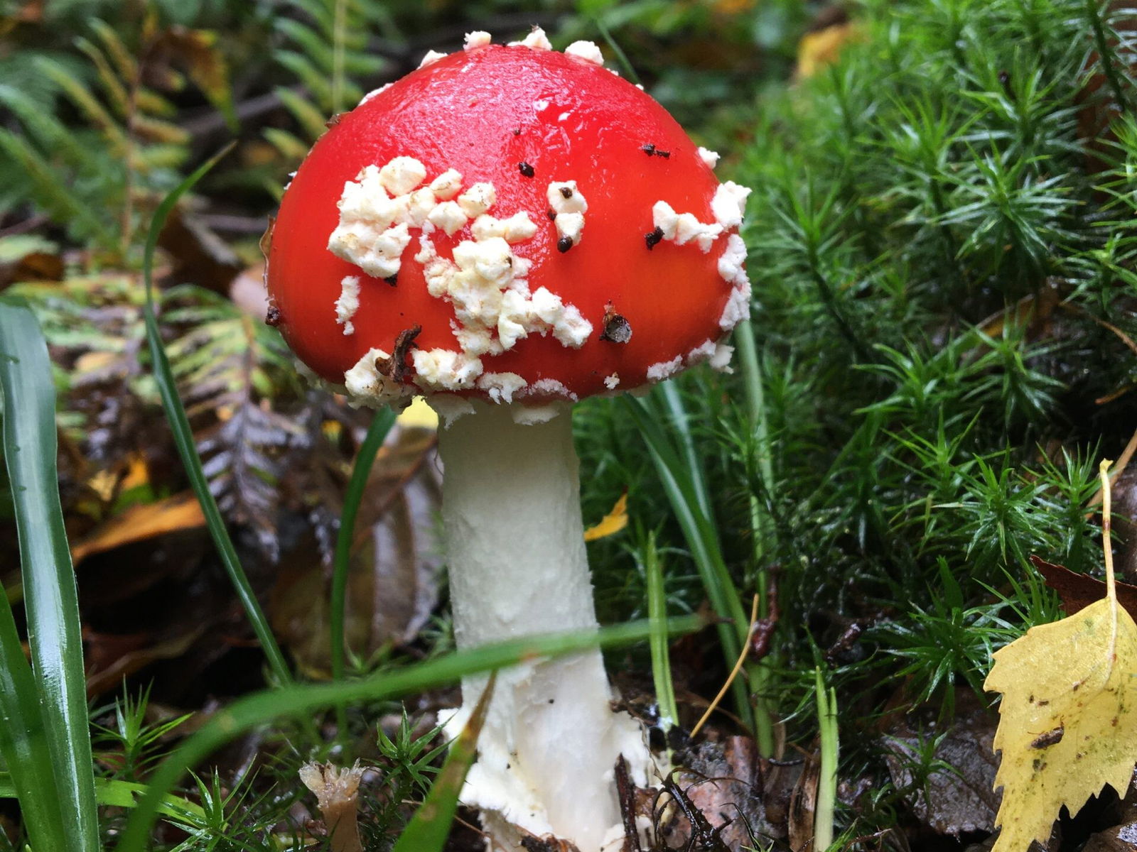 Pilzzeit in den Wäldern von Höhr-Grenzhausen