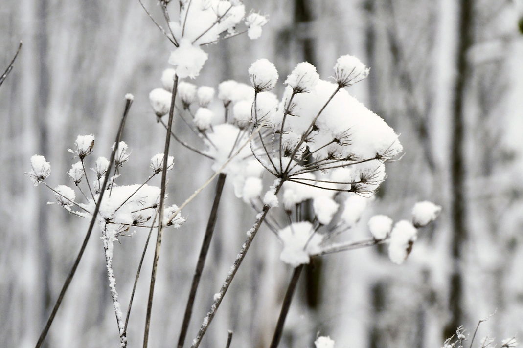 Winterlandschaft im Westerwaldmit Schneebedeckten Dolden
