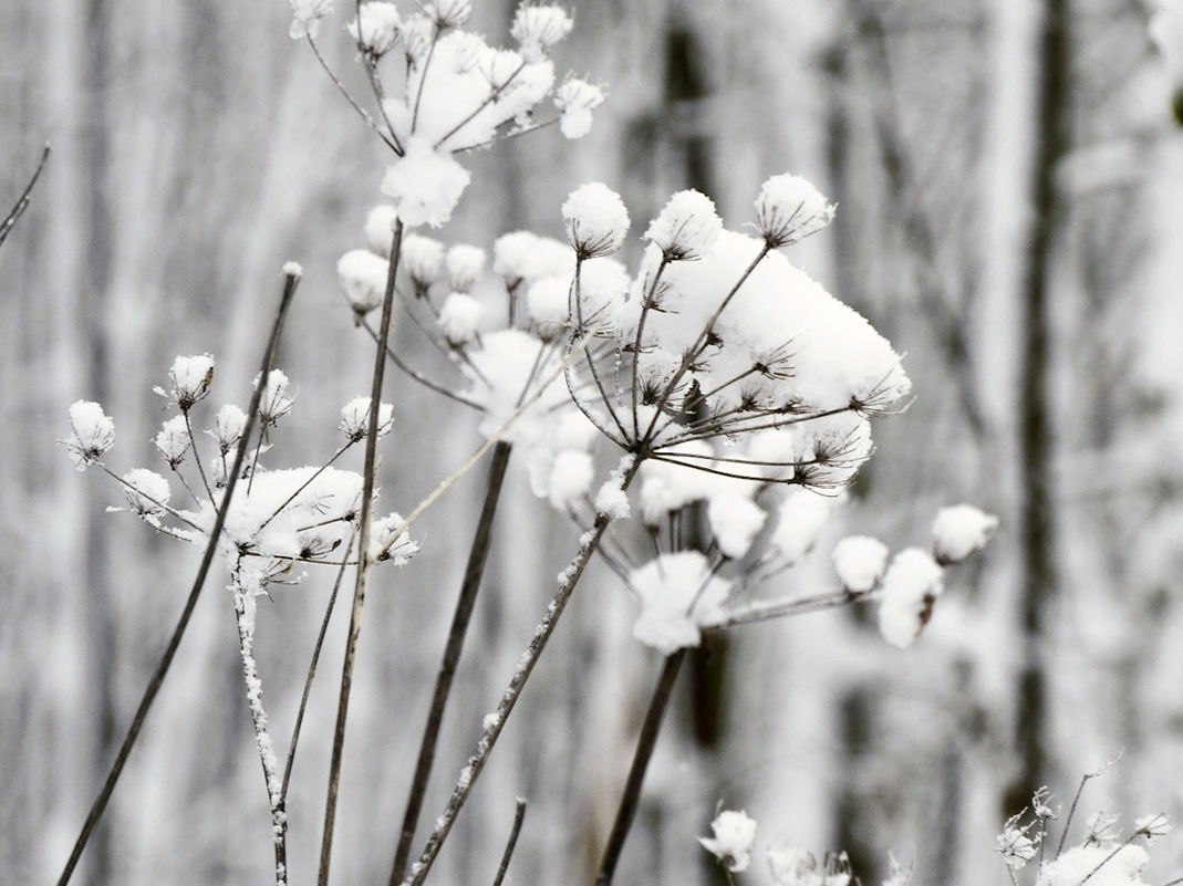 Winterlandschaft im Westerwaldmit Schneebedeckten Dolden