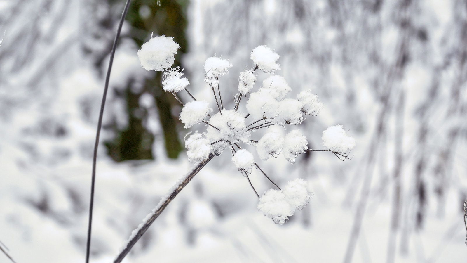 Winterimpression Westerwald