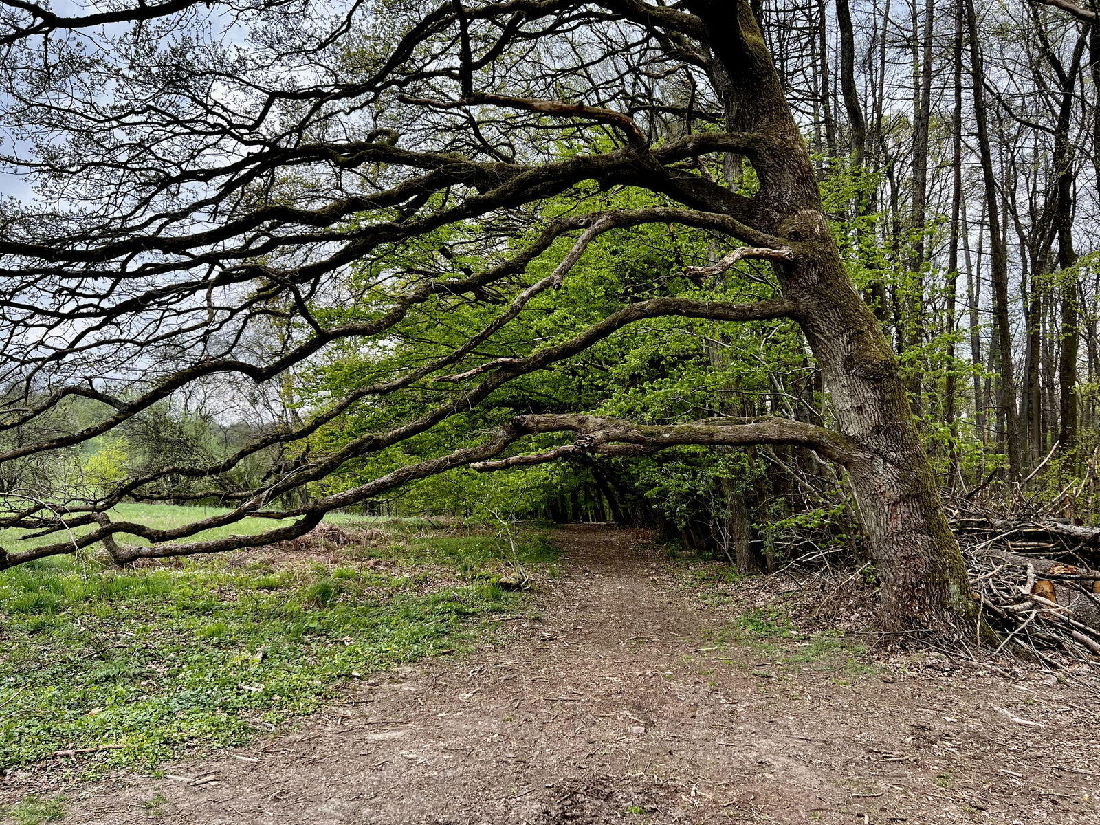 Schöner Waldweg Richtung Sängerplatz