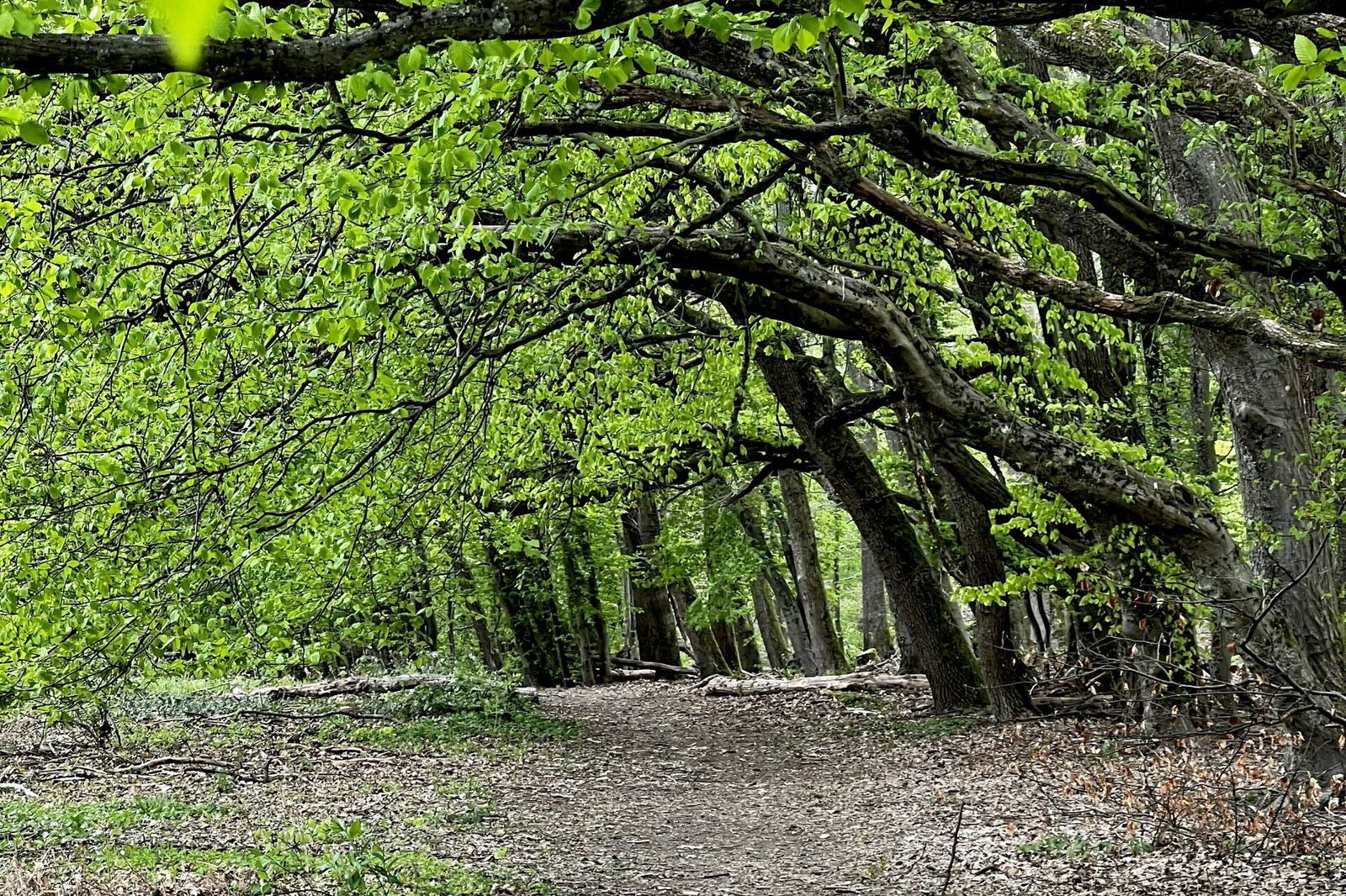 Schöner Waldweg Richtung Sängerplatz
