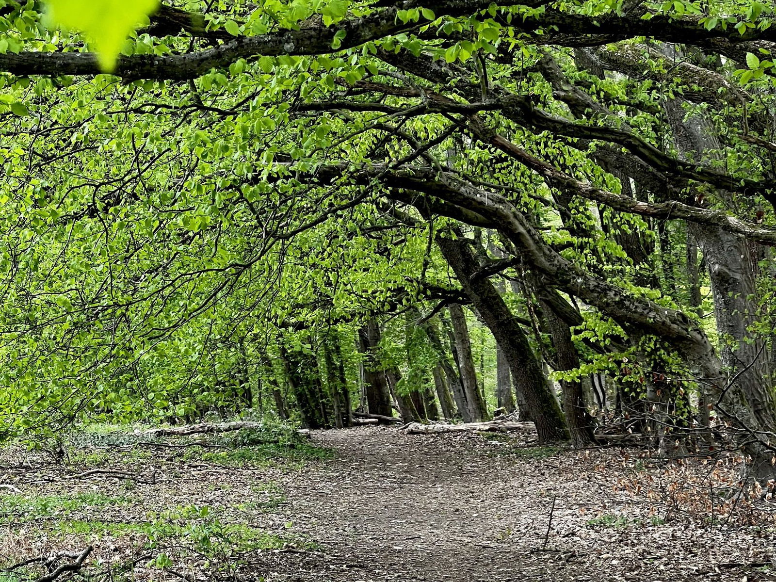 Schöner Waldweg Richtung Sängerplatz