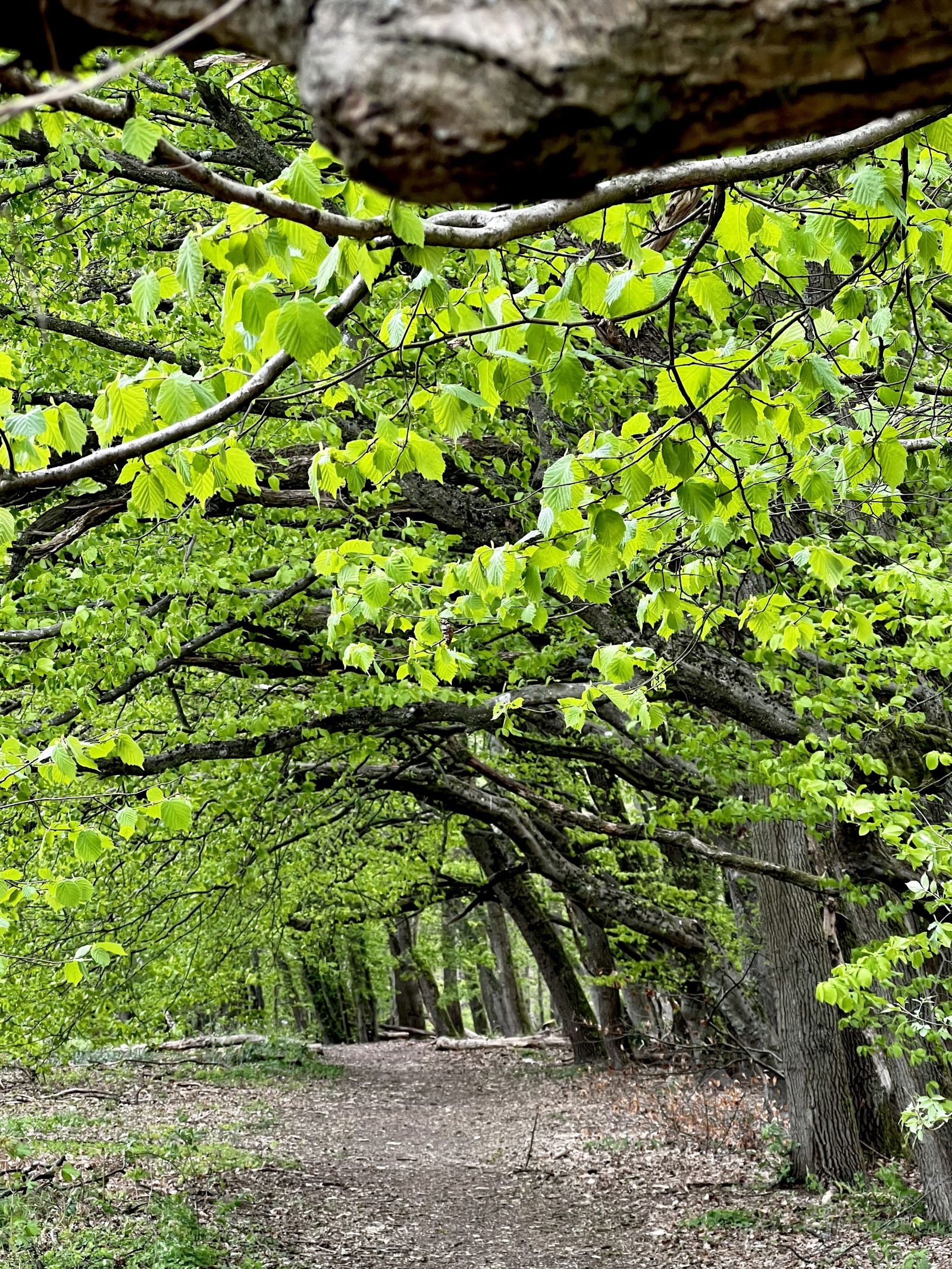 Schöner Waldweg Richtung Sängerplatz