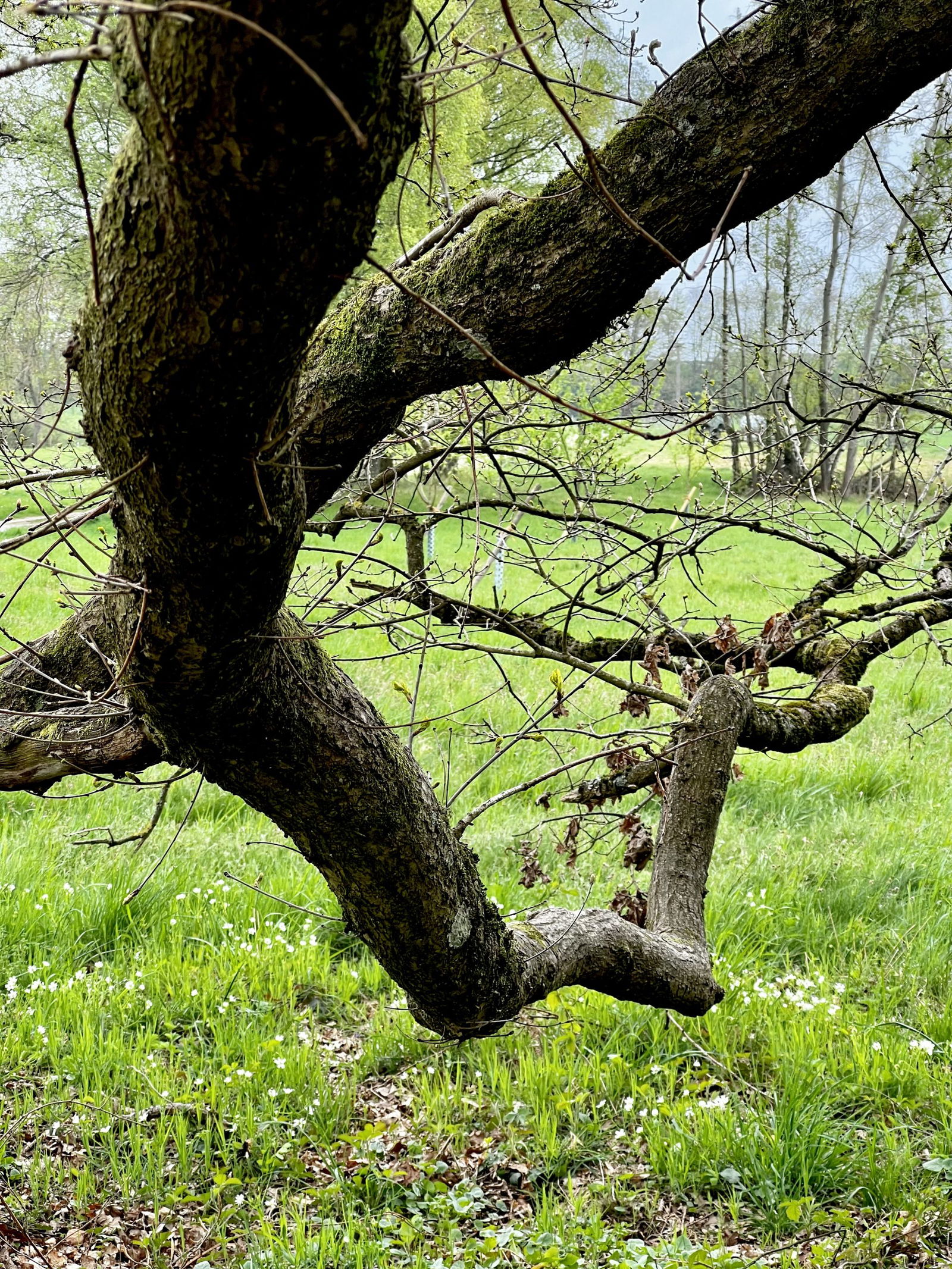 Waldweg Richtung Brexbachtal
