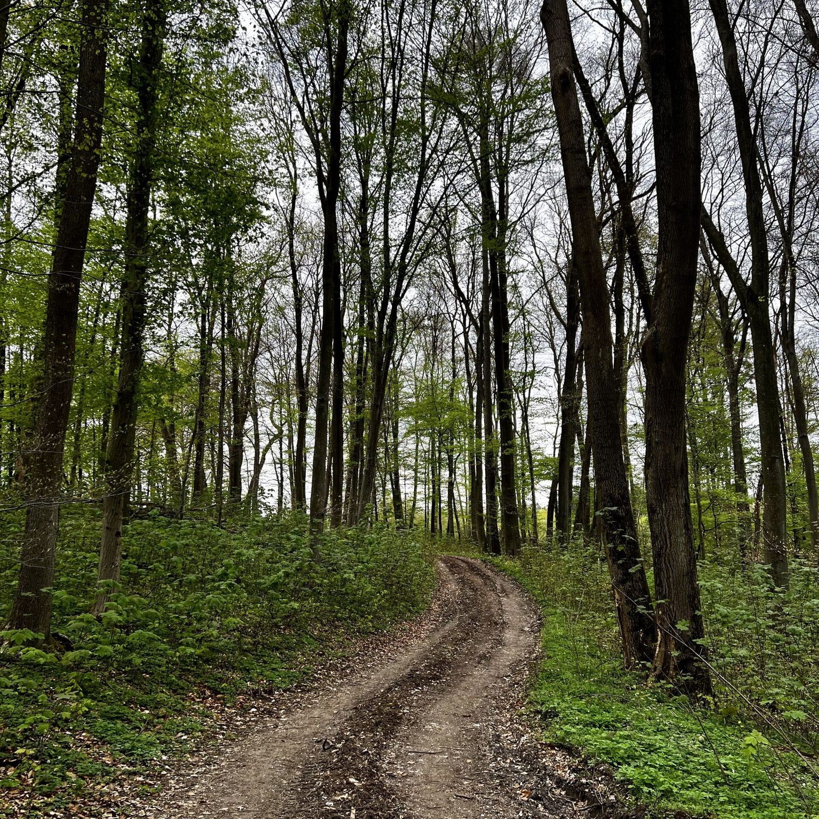 Waldweg Richtung Sängerplatz