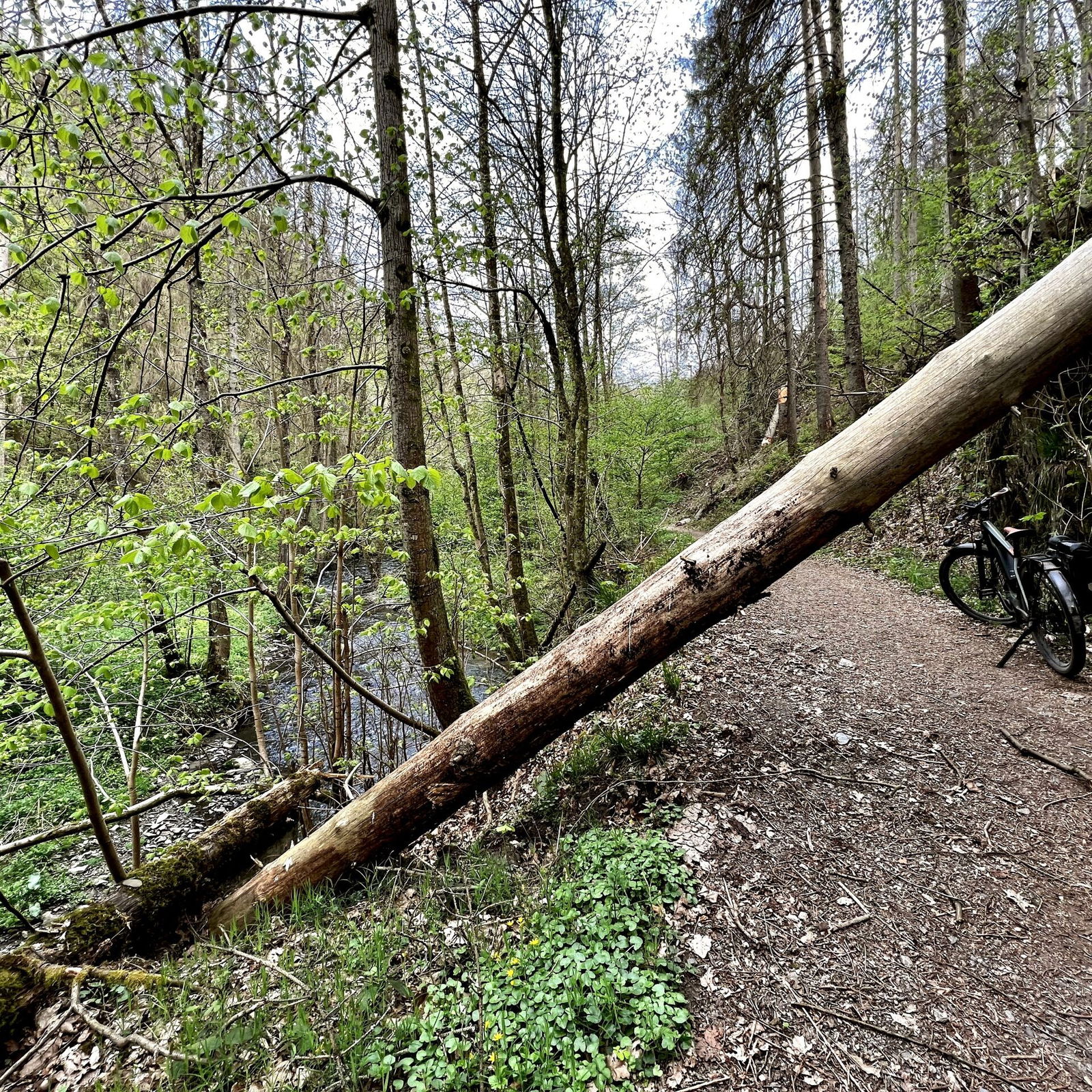 Im Brexbachtal sind ein paar Hindernisse zu überwinden