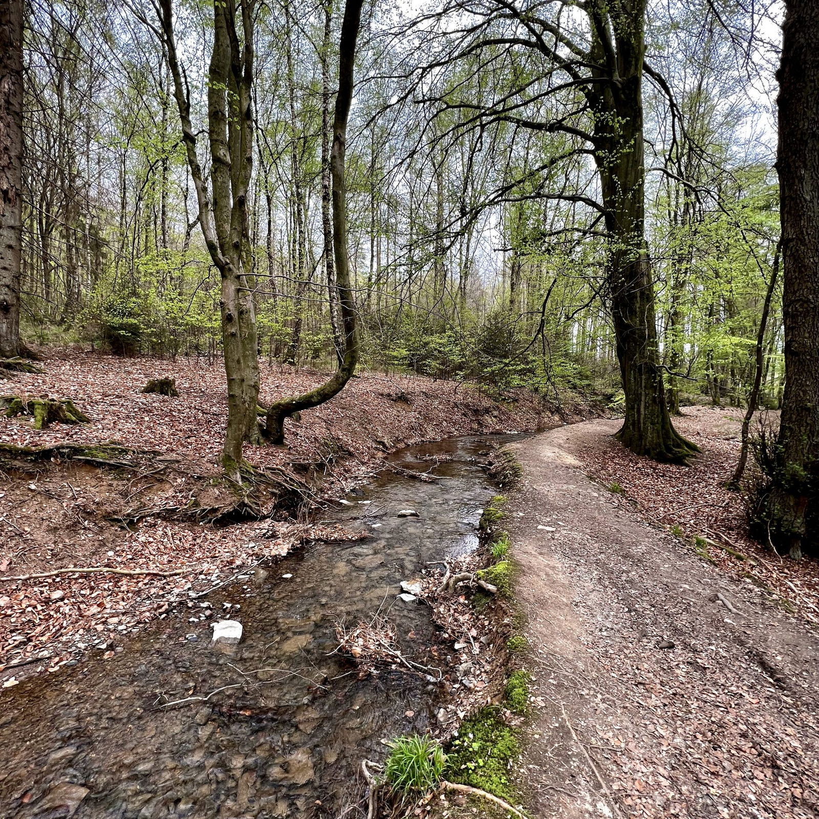 Toller Weg entlang des hinteren Baches