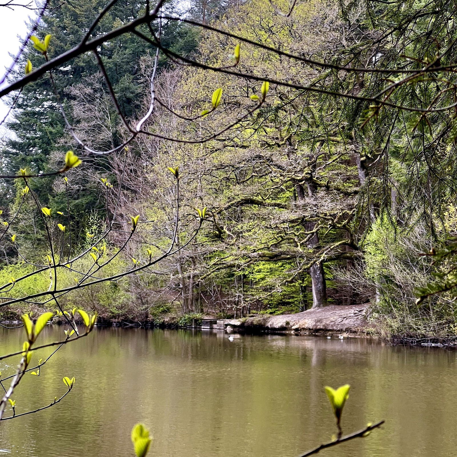 Am Landshuber Weiher wird`s langsam grüner