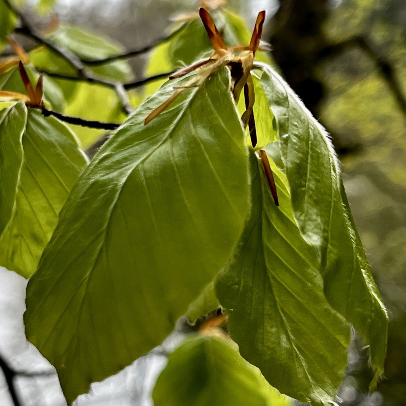 Es wird immer grüner