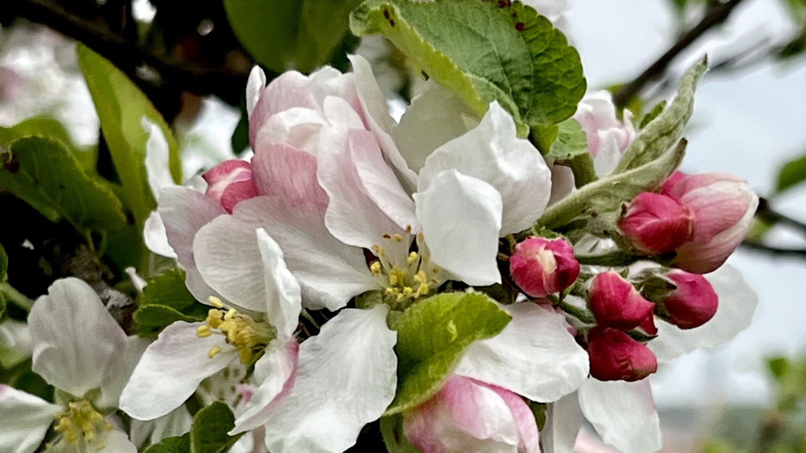 Die Apfelbäume fangen an zu blühen