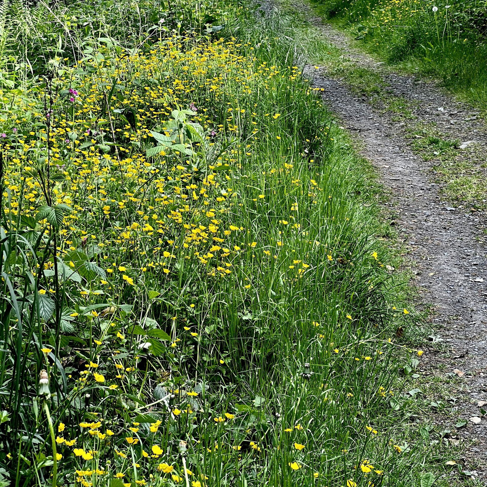 Gelbe Butterblumen am Wegesrand