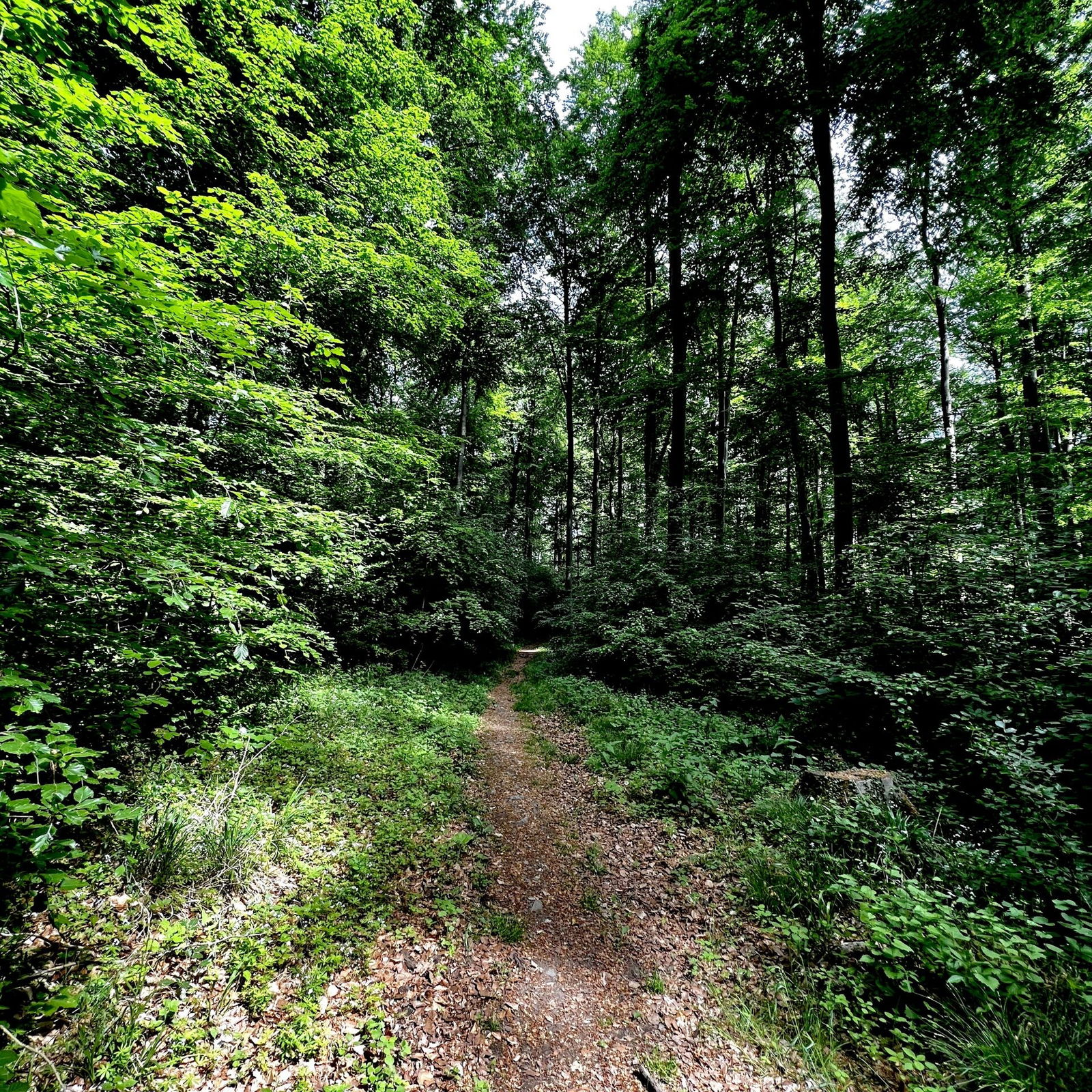 Durch den Buchenwald