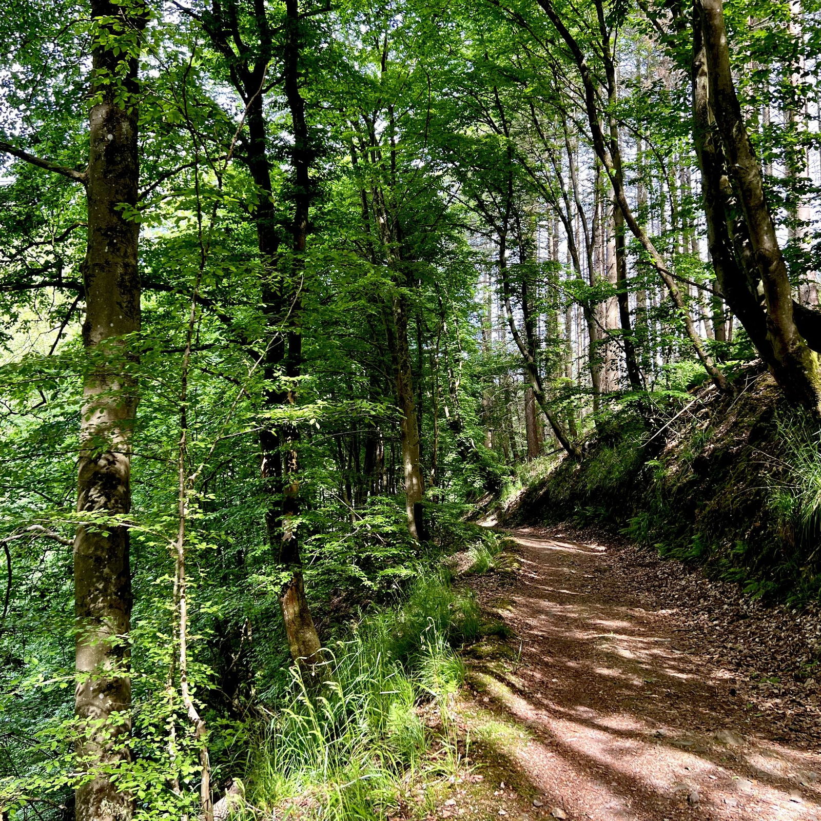 Waldschluchtenweg im Hillscheider Bachtal