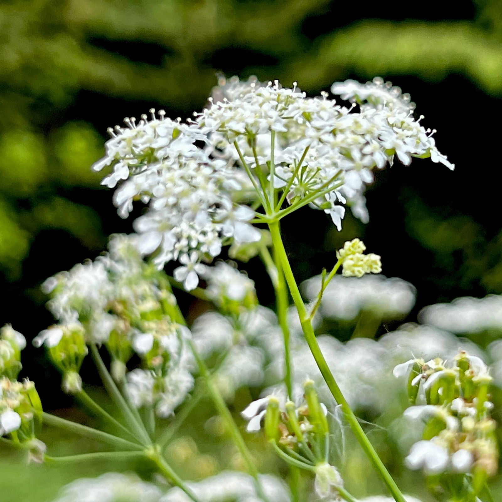 Blühender Wiesenkerbel