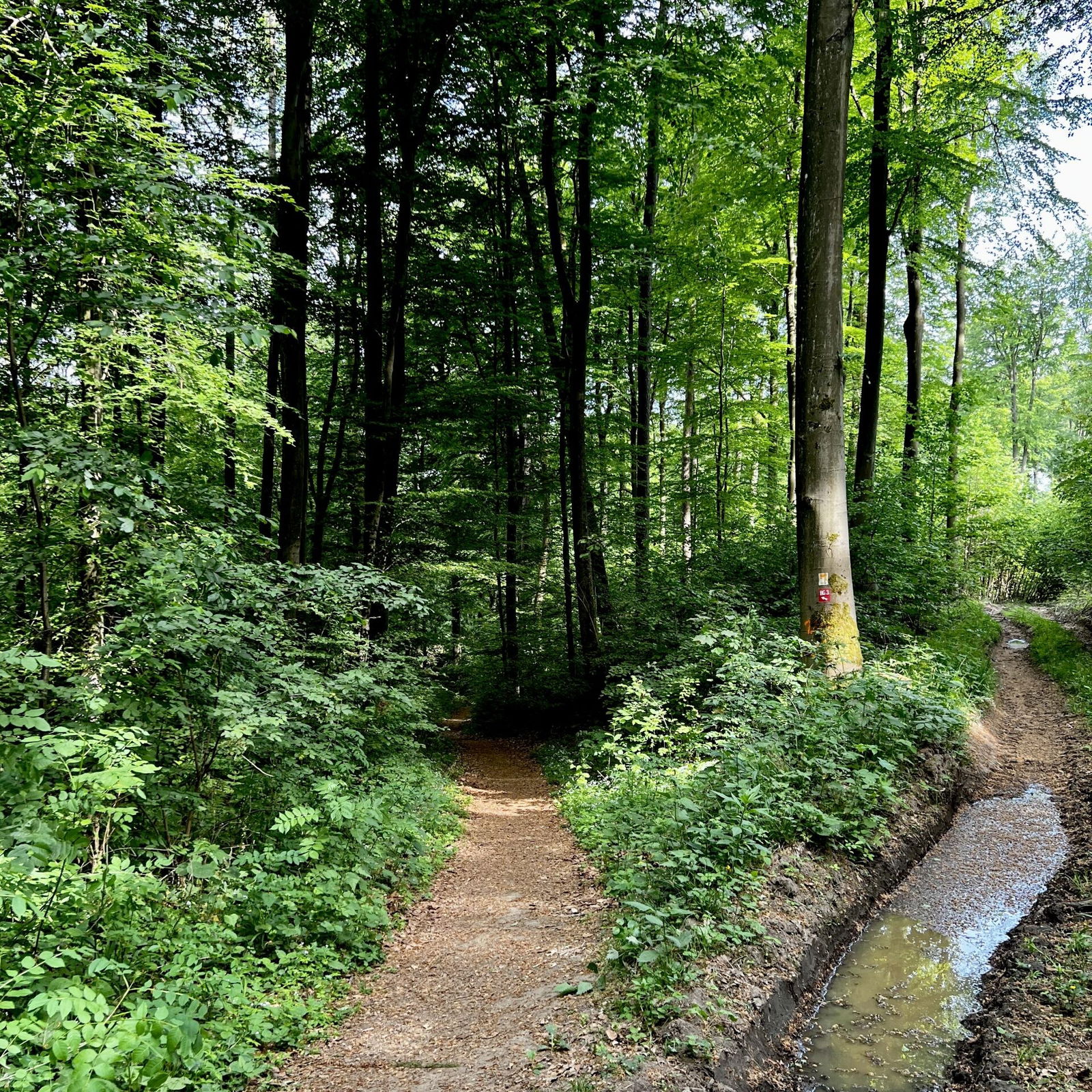 Traumpfad Waldschluchtenweg