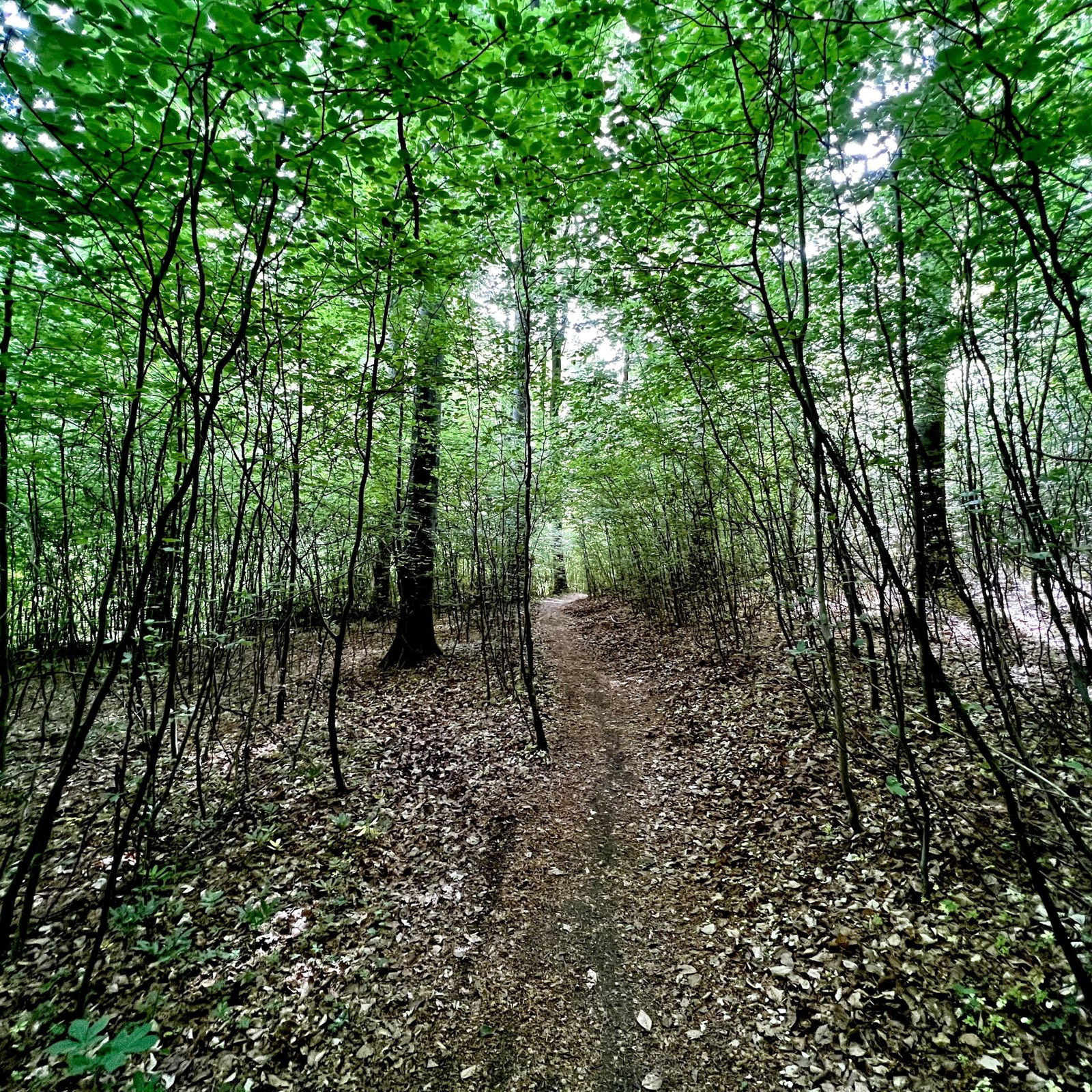 Durch den Buchenwald