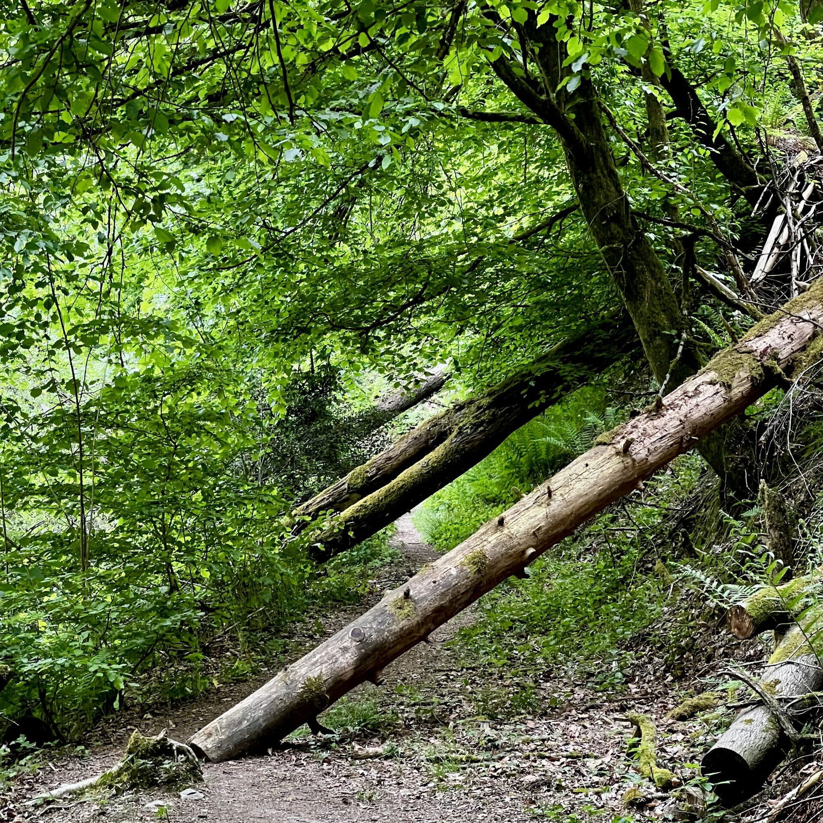 Wilder Pfad Im Feisternachtbachtal