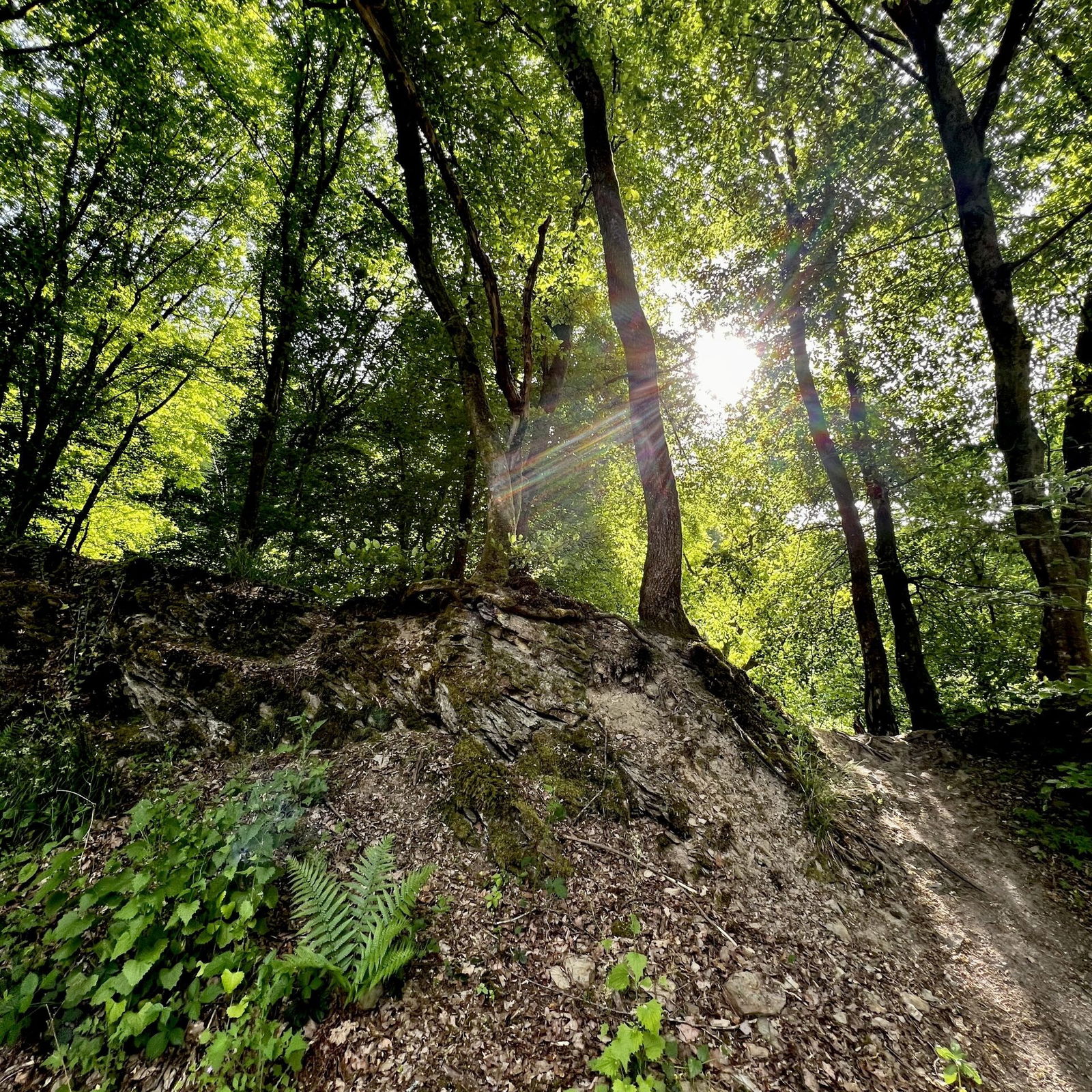 Im Feisternachtbachtal
