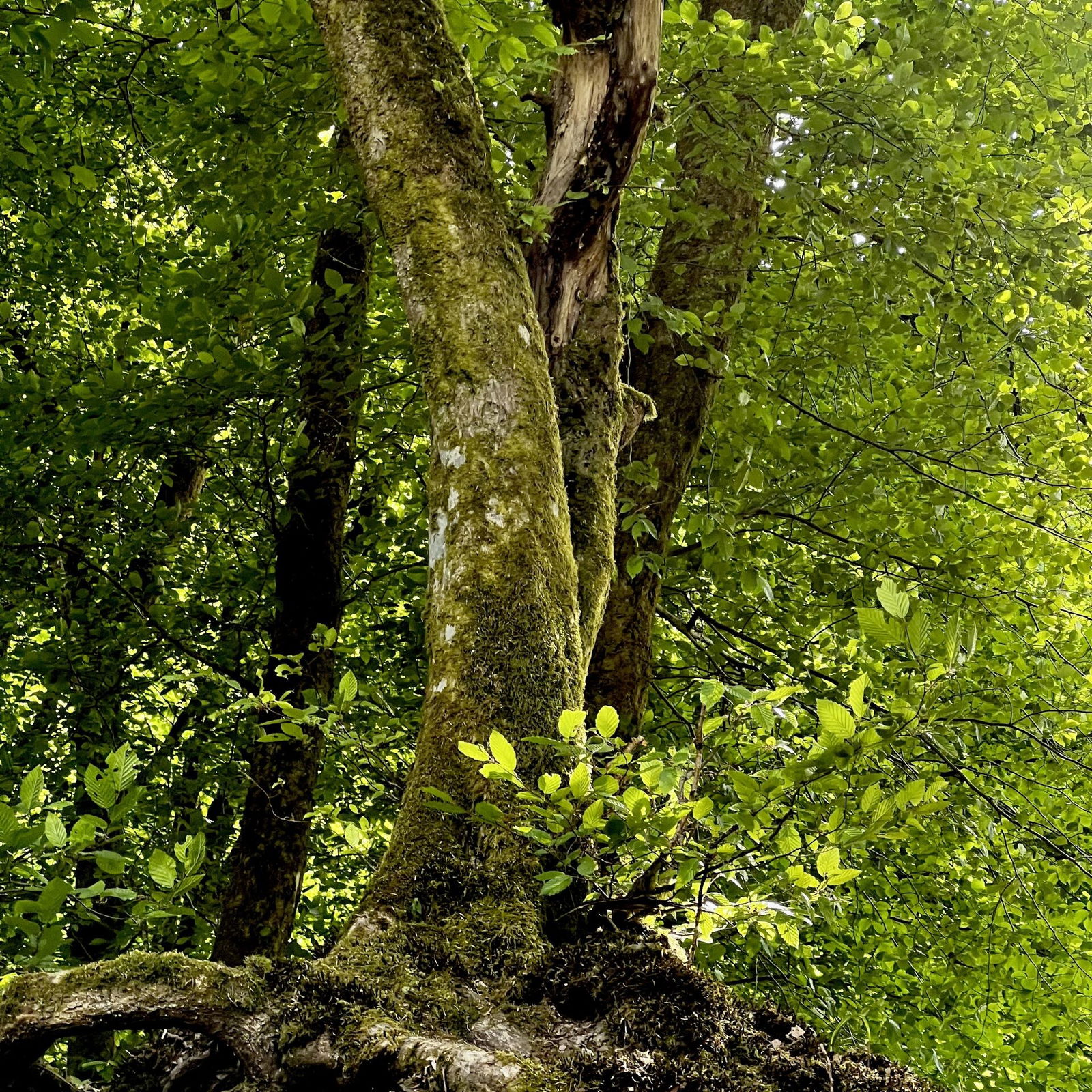Im Feisternachtbachtal