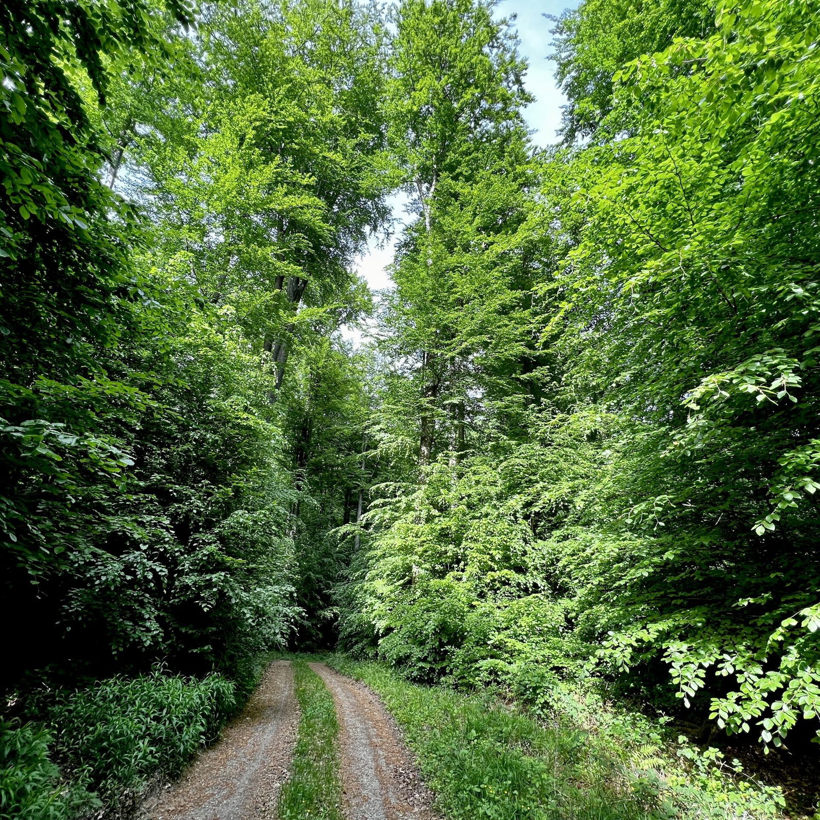 Traumpfad Waldschluchtenweg
