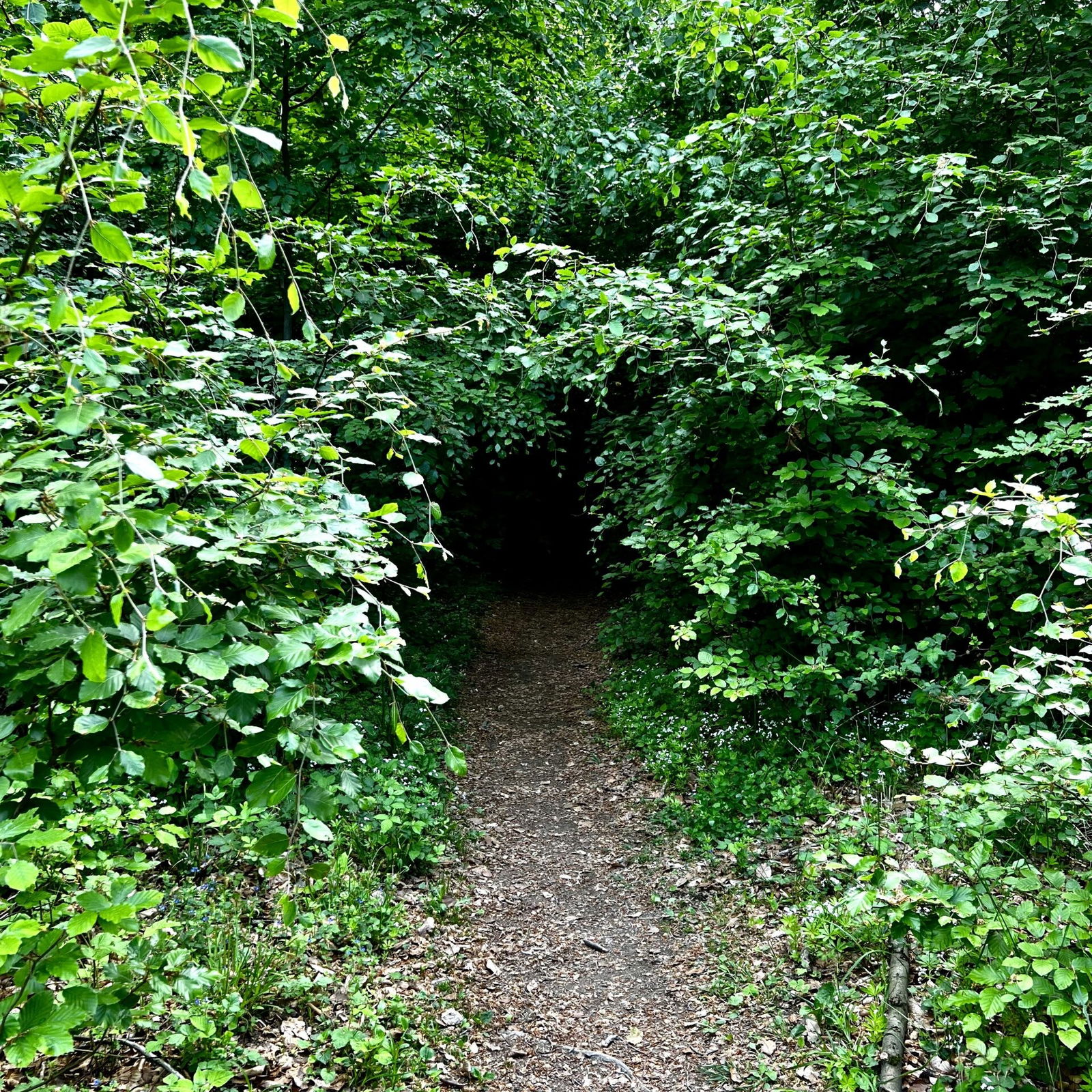 Schmaler Pfad im Buchenwald
