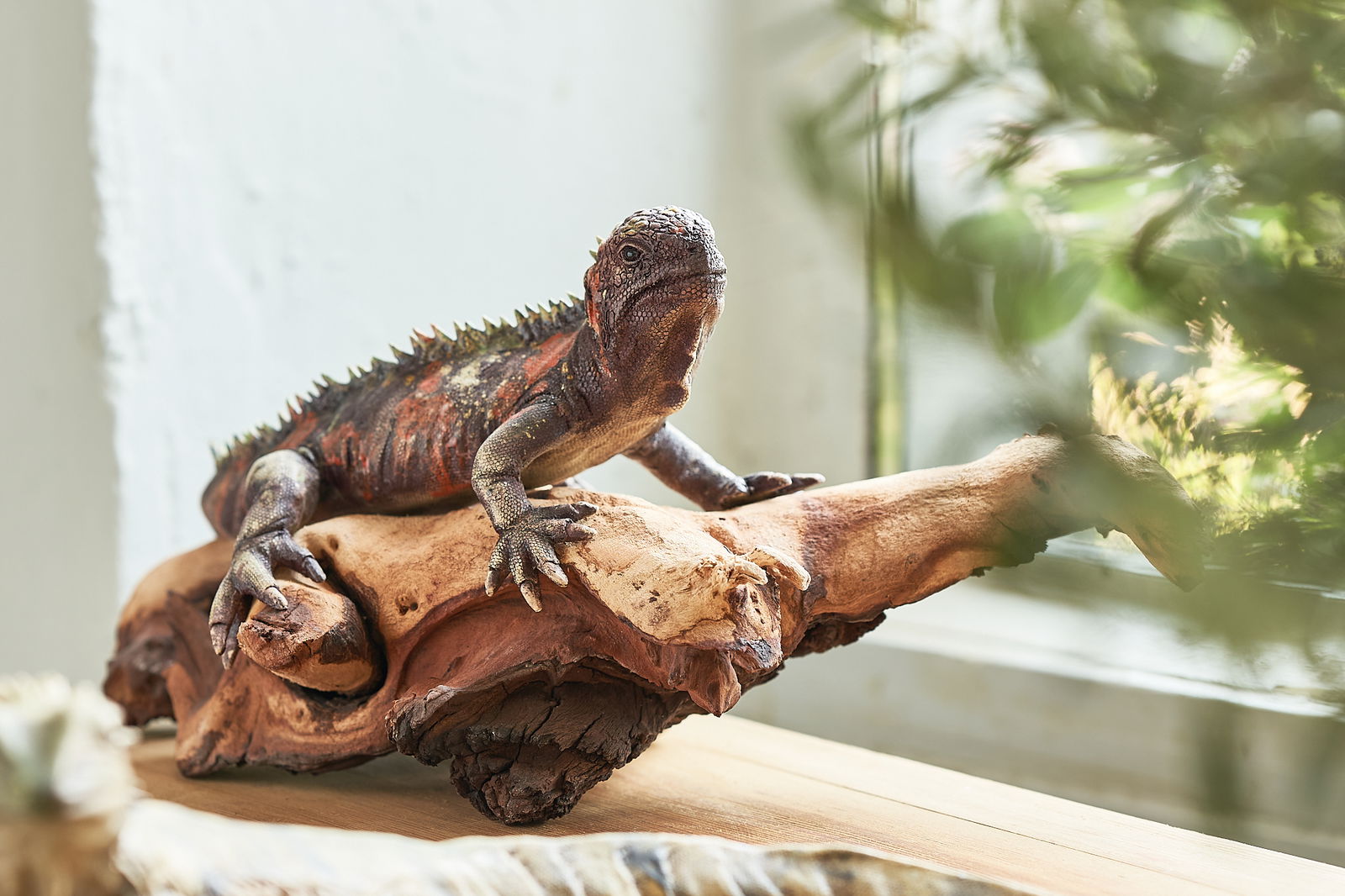 CeraReptilia - Keramikwerkstatt Mathes und Klas