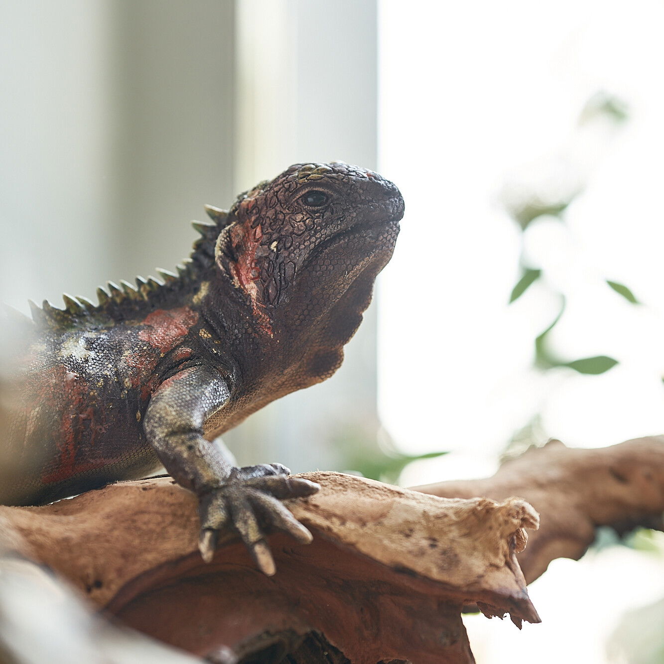 CeraReptilia - Keramikwerkstatt Mathes und Klas