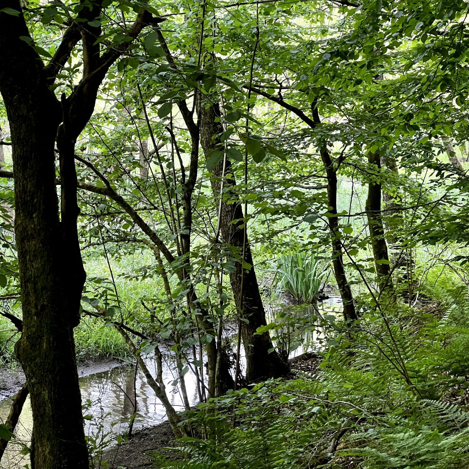 Waldschluchtenweg im Hillscheider Bachtal