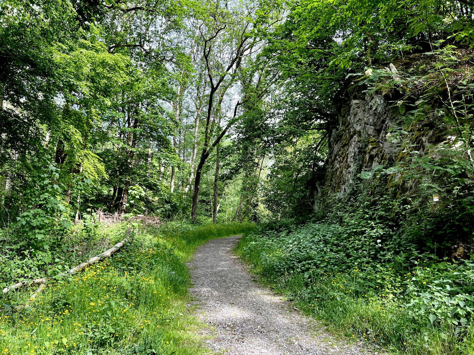 Waldschluchtenweg im Hillscheider Bachtal