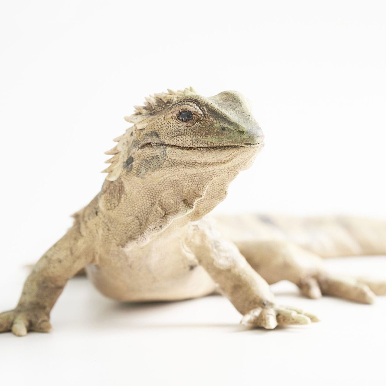 CeraReptilia - Keramikwerkstatt Mathes und Klas