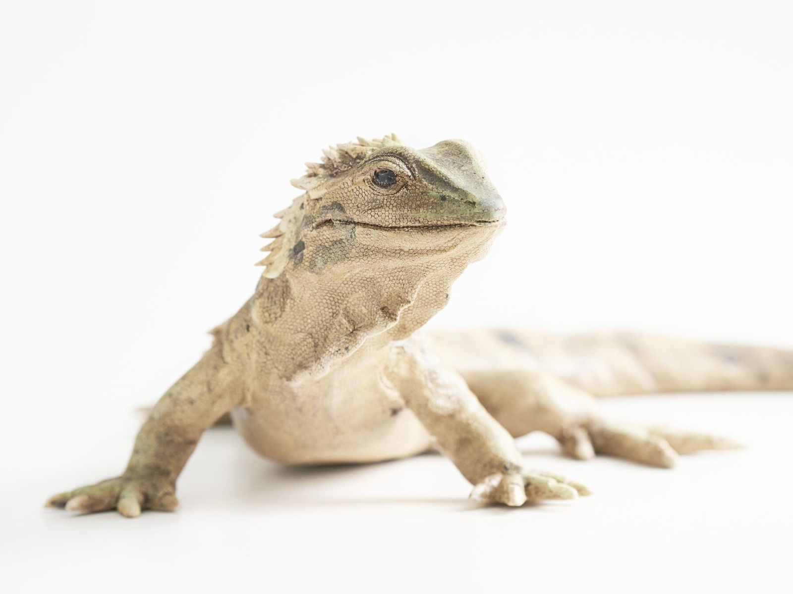 CeraReptilia - Keramikwerkstatt Mathes und Klas