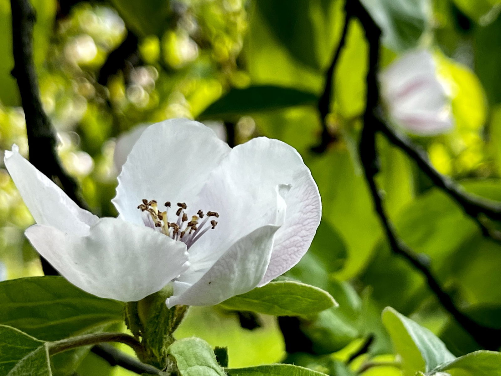 Quittenblüten in Grenzhausen