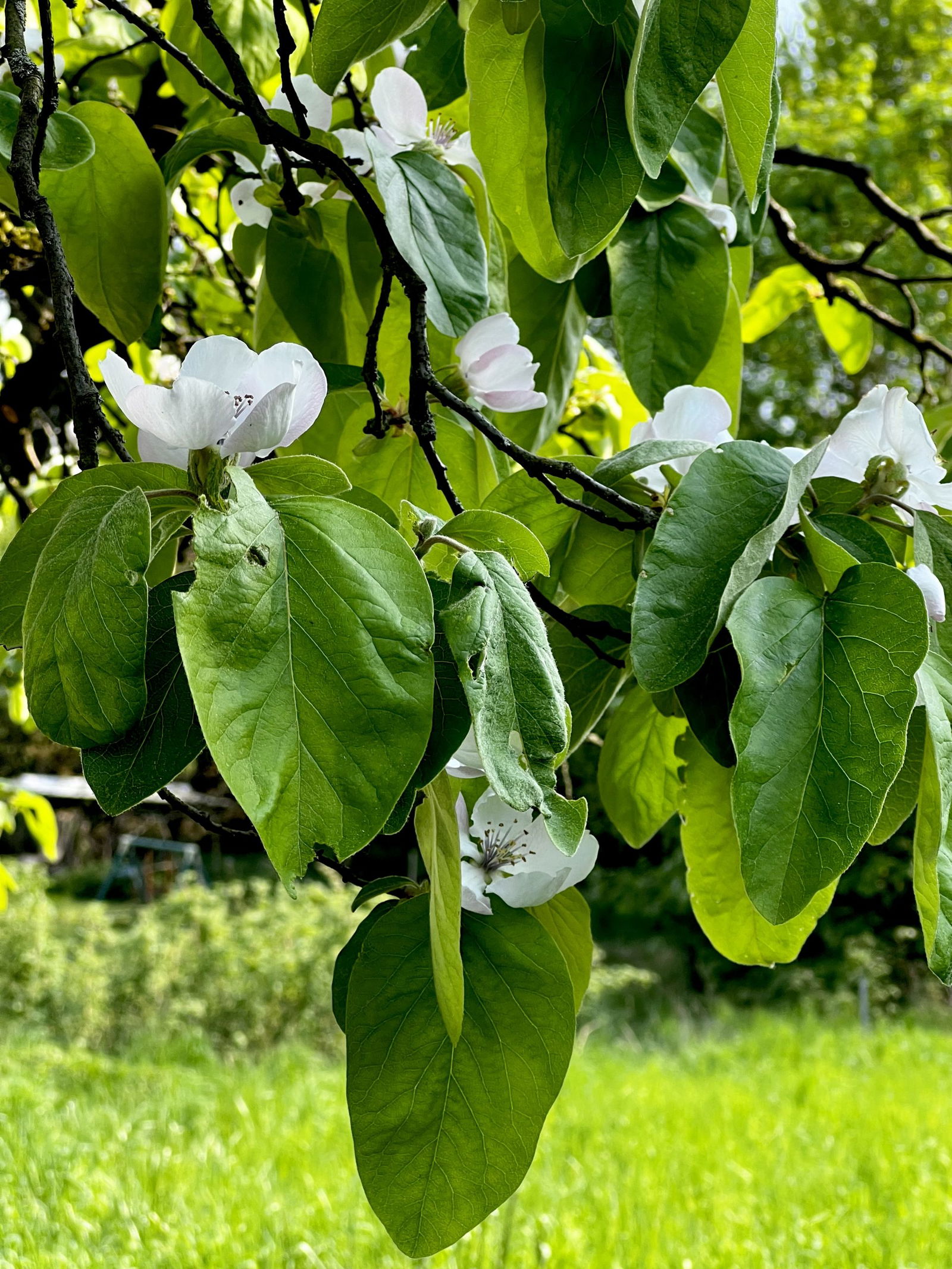 Quittenblüten in Grenzhausen