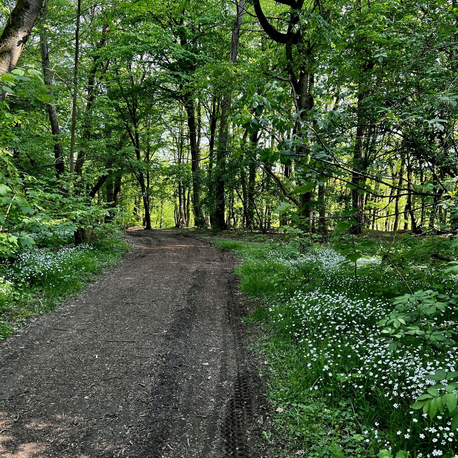 Im Wald zwischen Grenzhausen und Höhr
